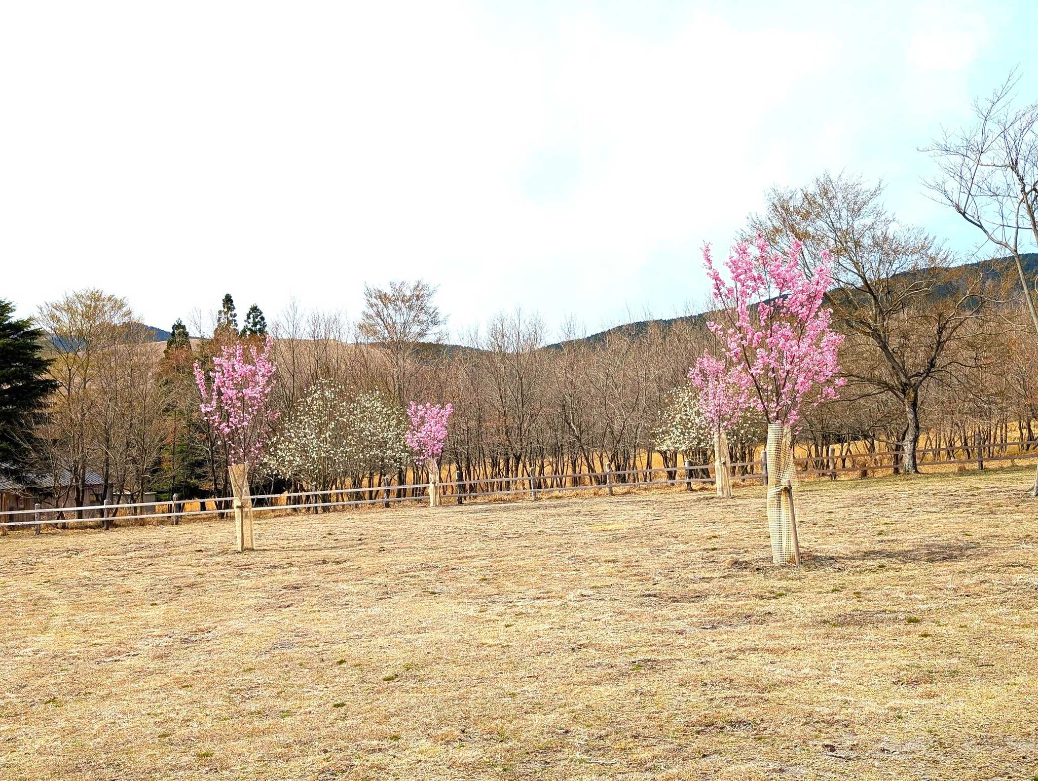 湯布院 塚原高原 AUTO VILLAGE(オートヴィレッジ)の写真 5枚目