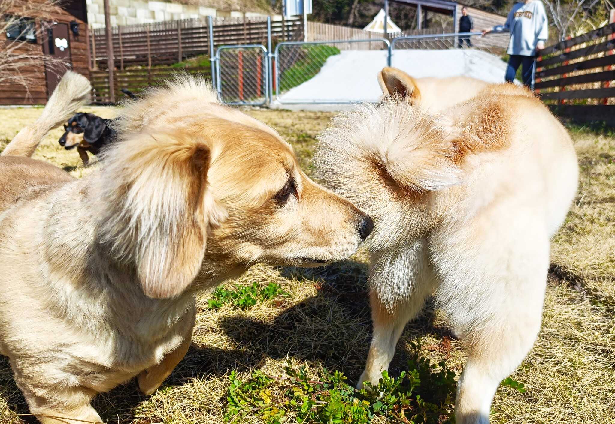 犬の遊び場DOG FIELDの写真 2枚目