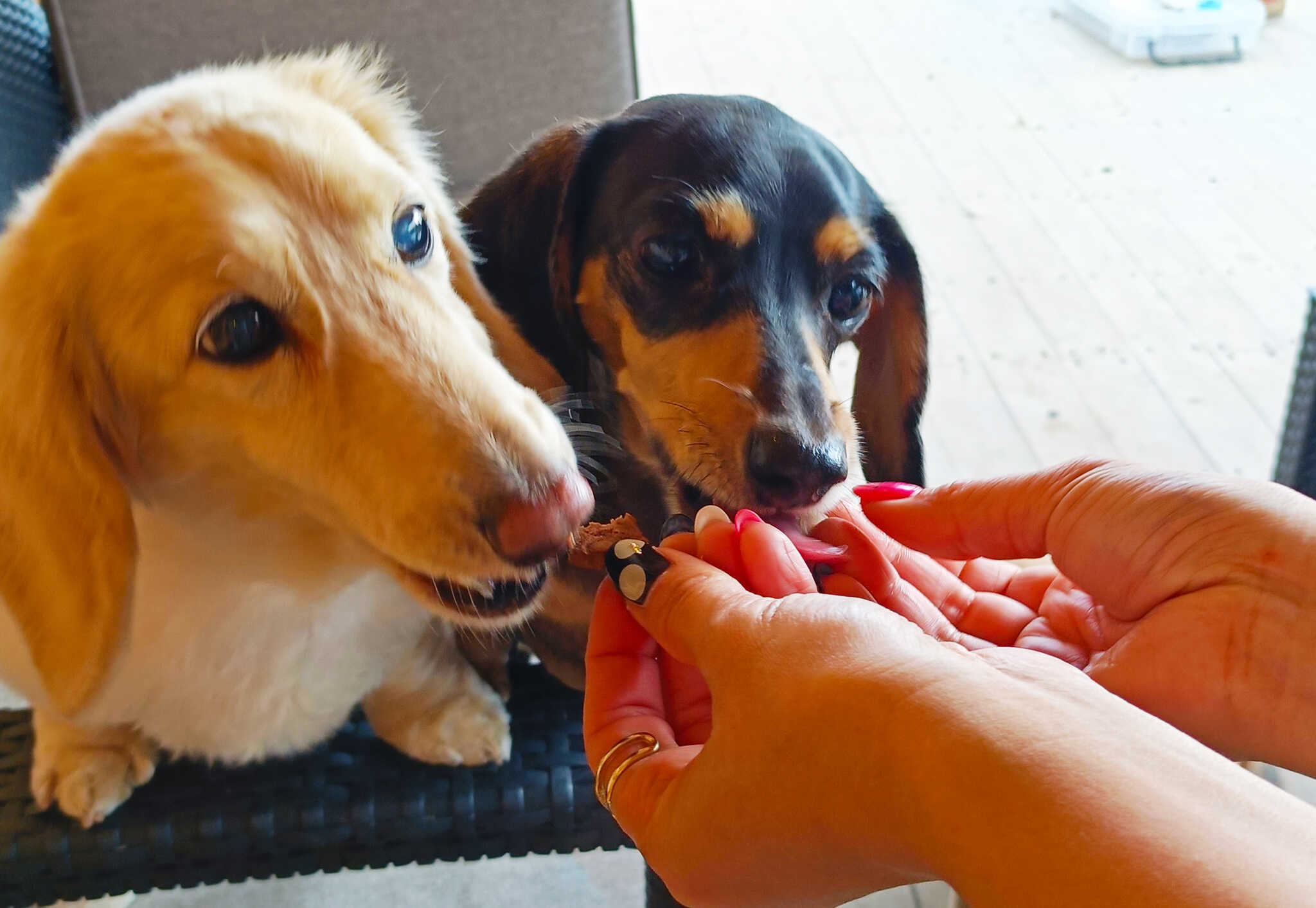 犬の遊び場DOG FIELDの写真 4枚目