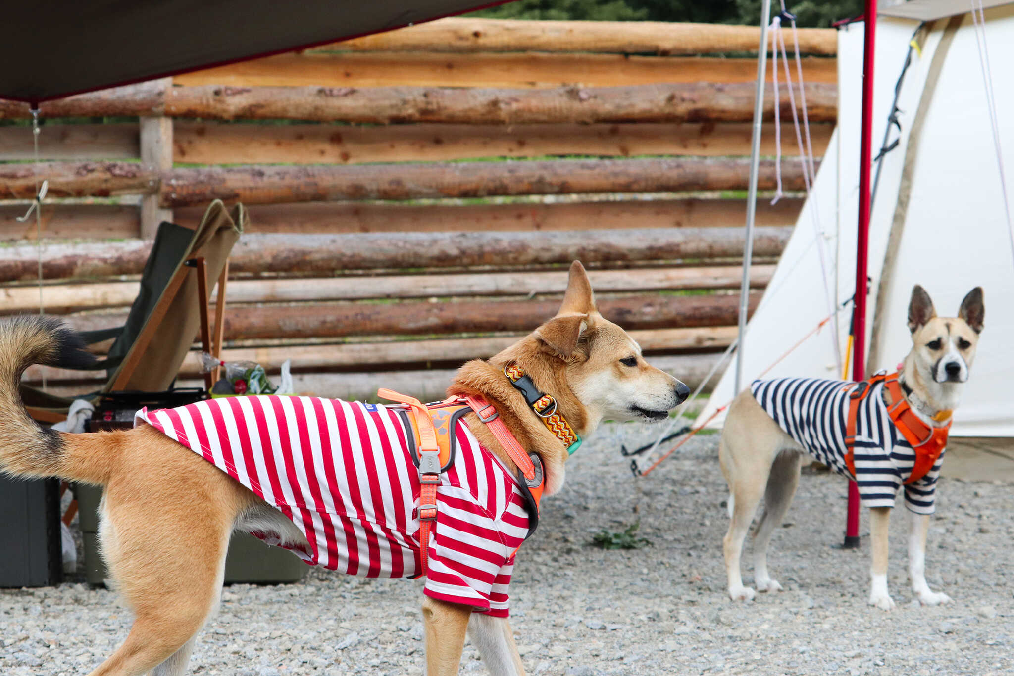 愛犬のために設計されたノーリードで満喫できる全柵付きサイト