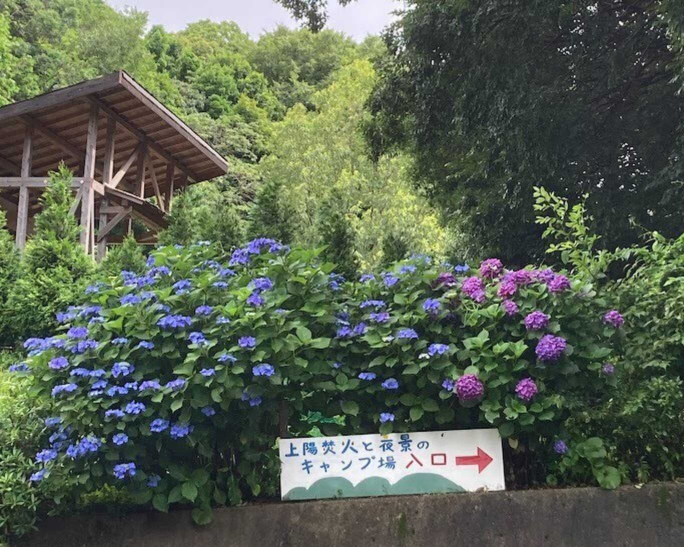 紫陽花の季節のキャンプ場です。