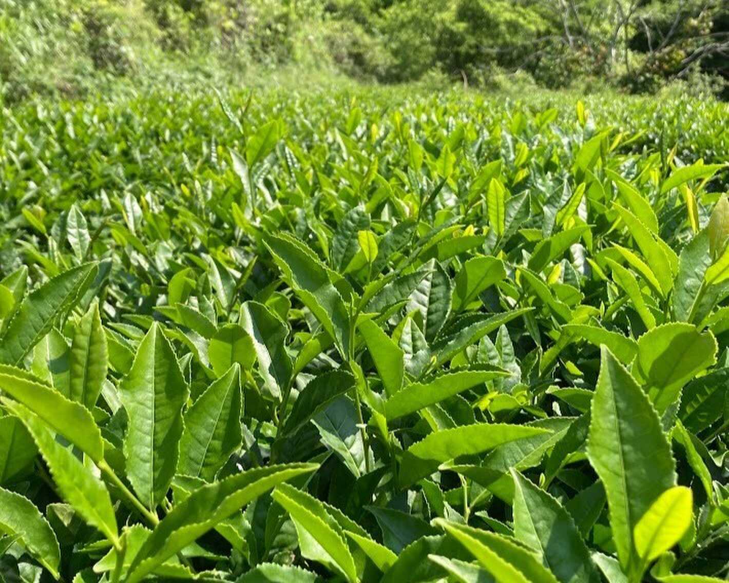 八女茶の産地のキャンプ場 周りには茶畑がたくさんあり、茶摘みも出来ます。