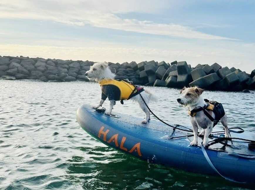 The earth with dogs izumozaki base photo 4