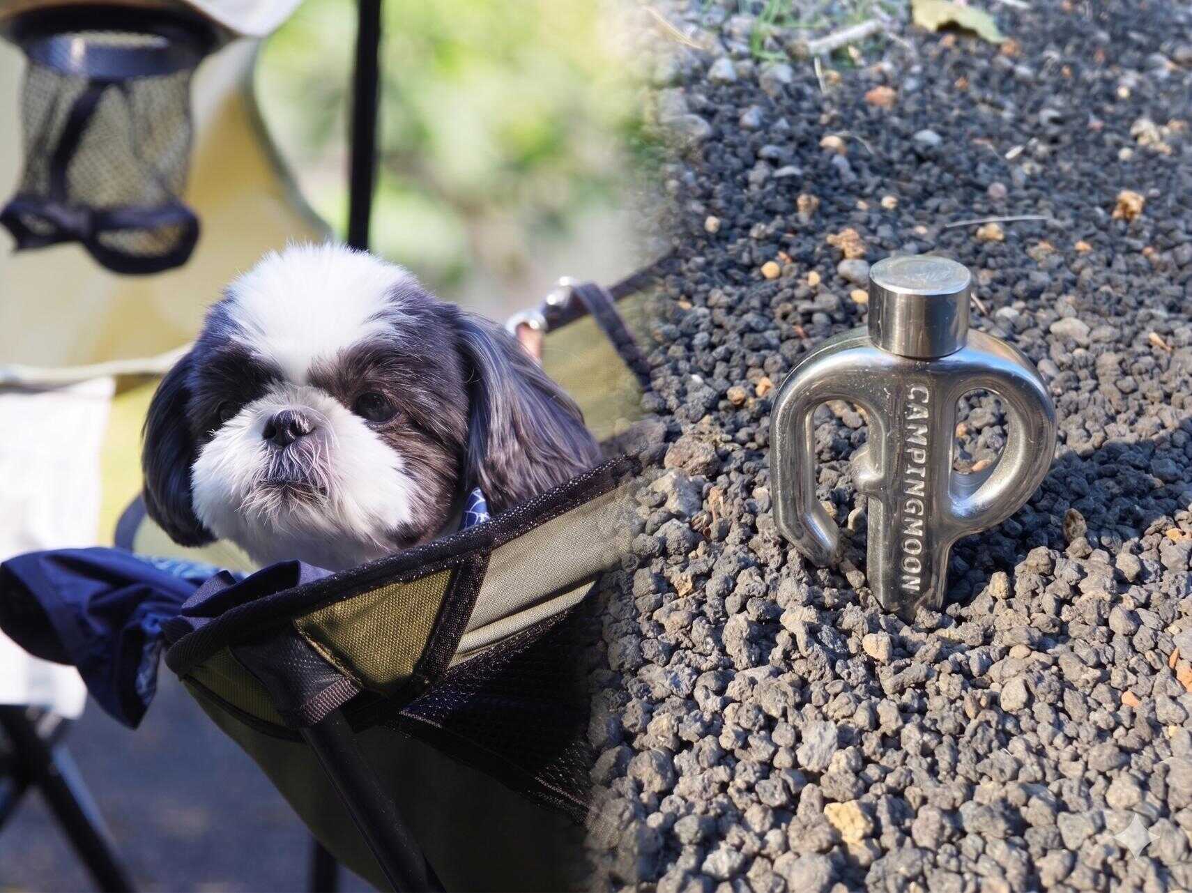 ワンちゃんと一緒に家族みんなでキャンプを満喫!リードを結ぶための犬用ペグもレンタルしております!
