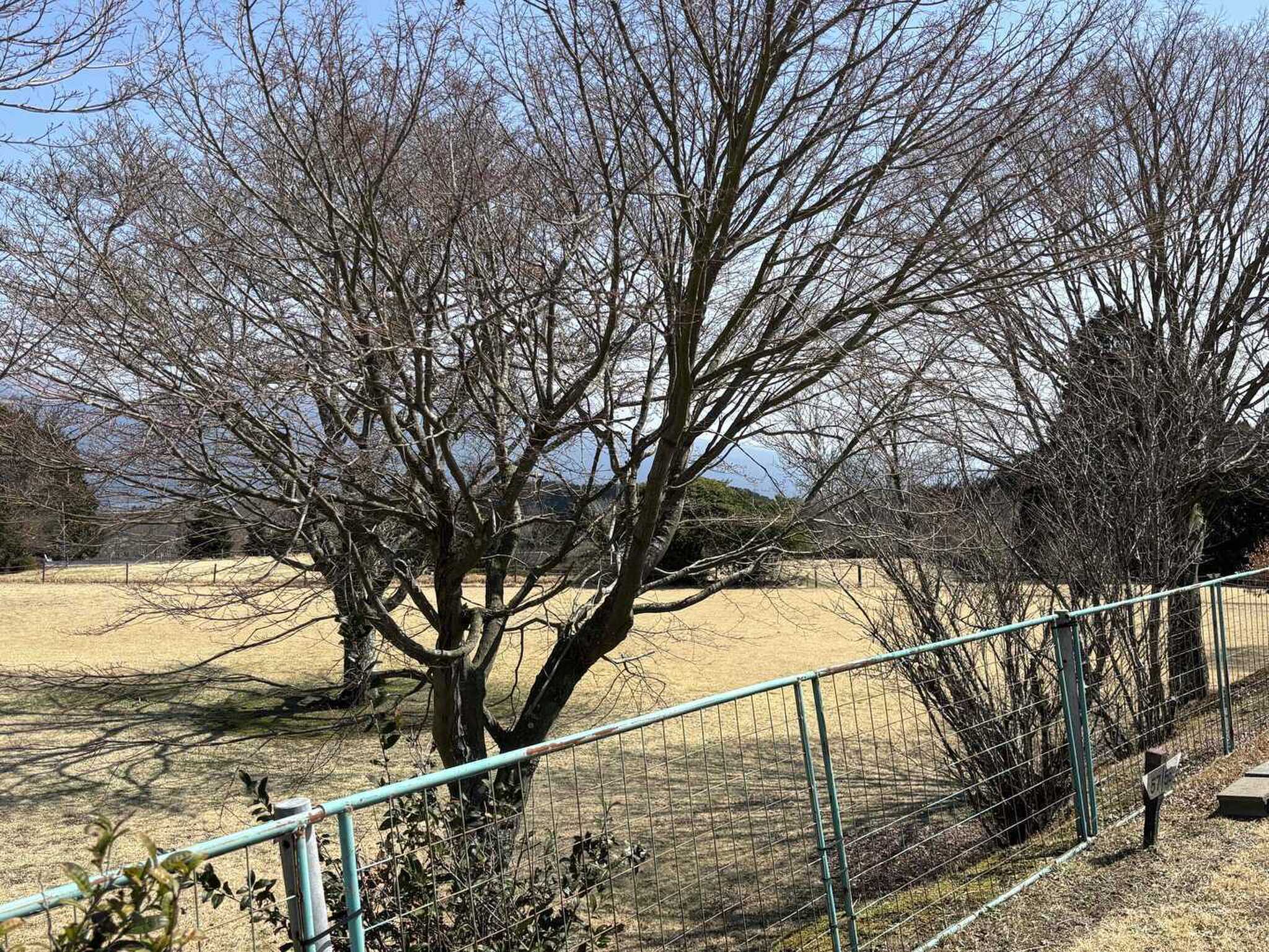 十里木BASEキャンプ場の写真 4枚目