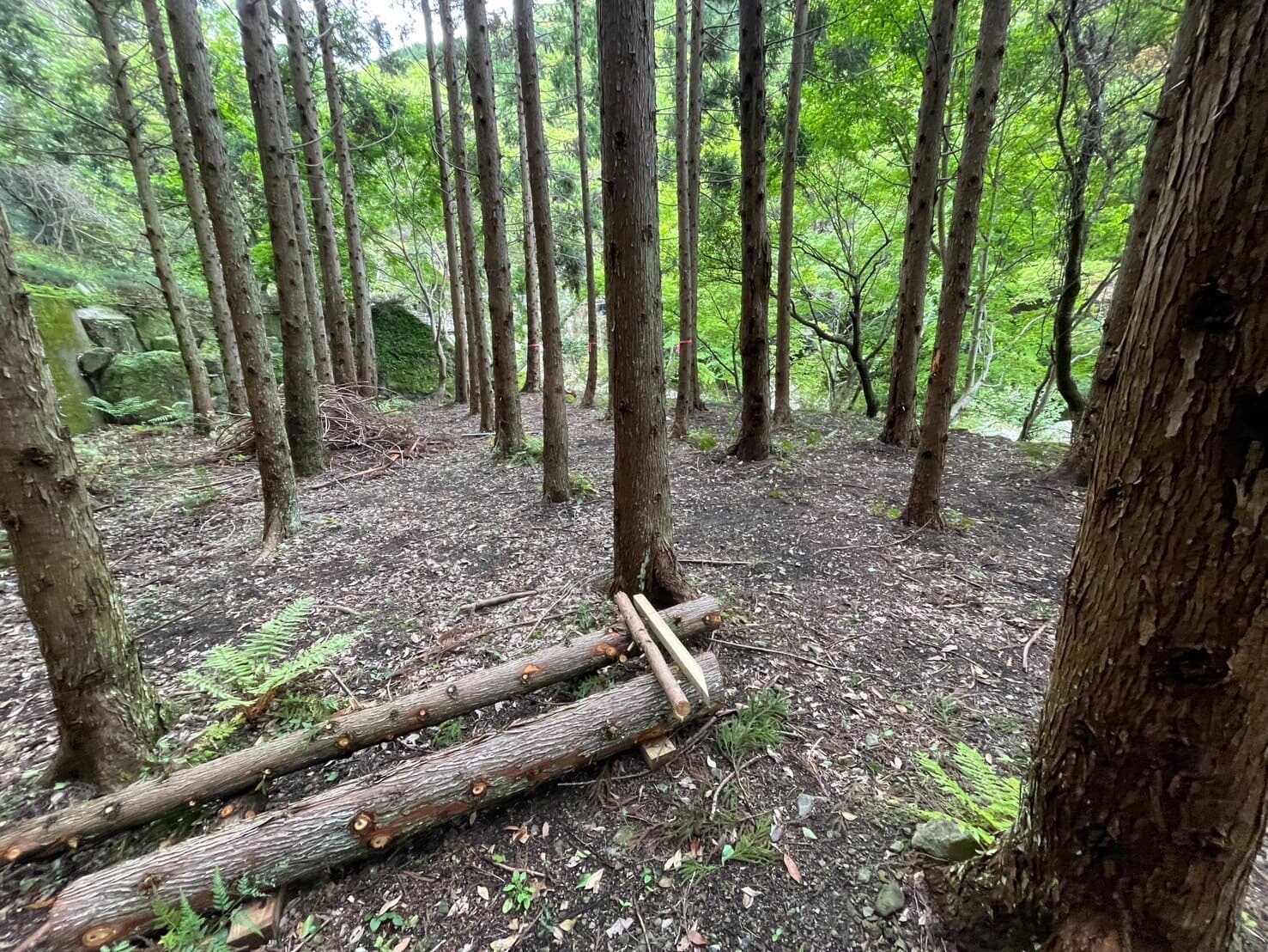 ForestBlissCamp~吊り橋キャンプ場~の写真 5枚目