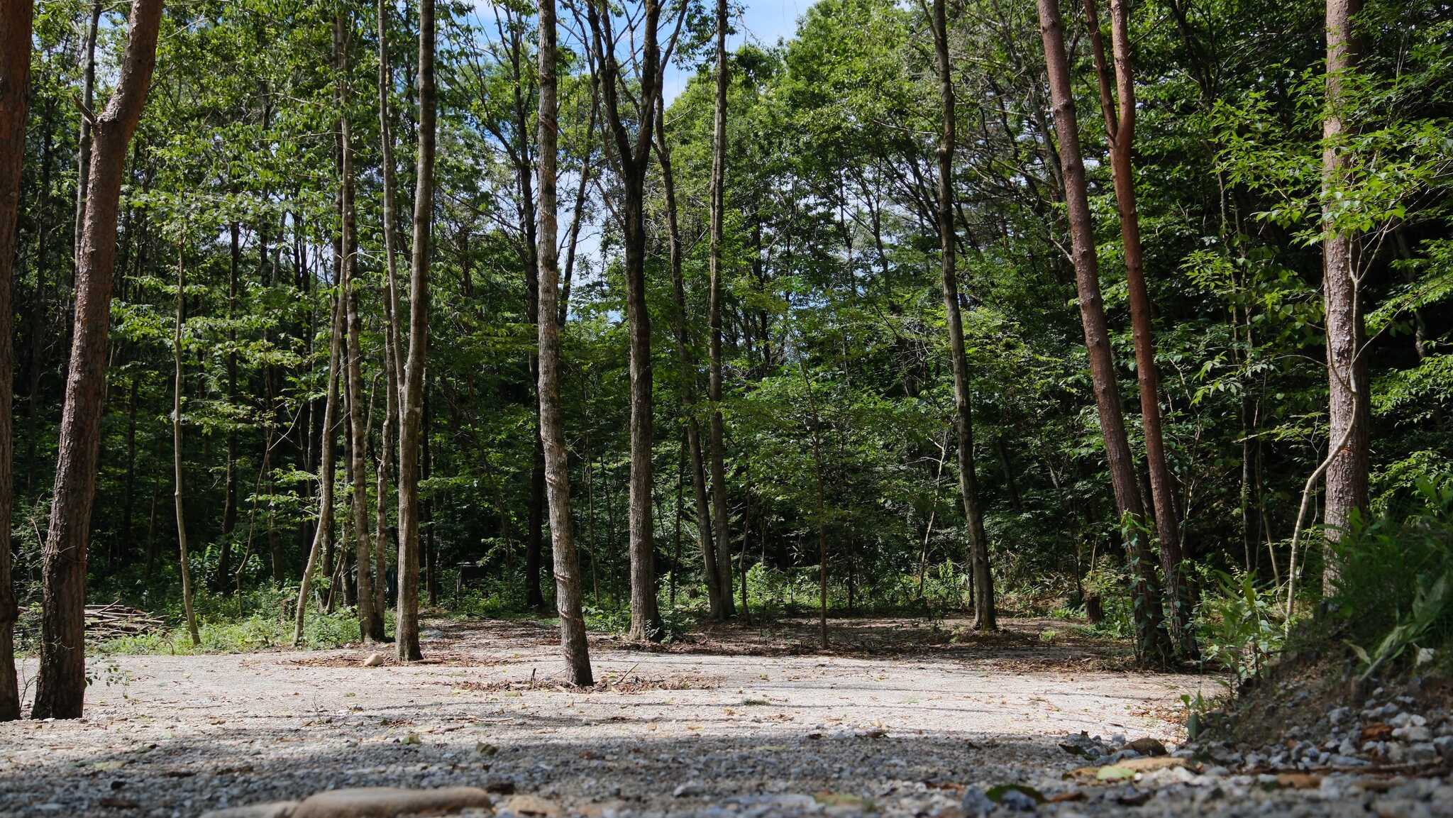 Seserabi camp forestの写真 2枚目