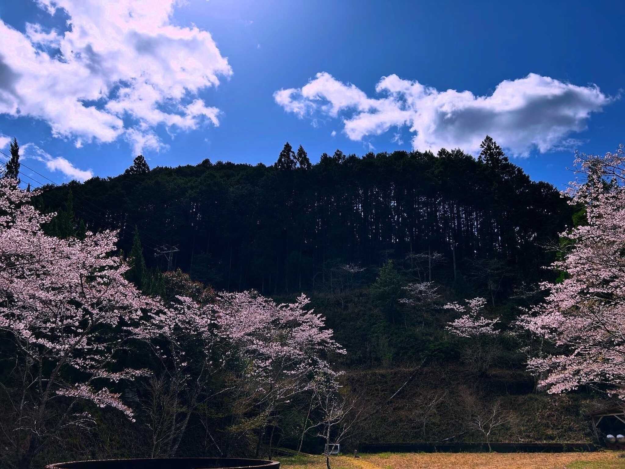 春のキャンプ場