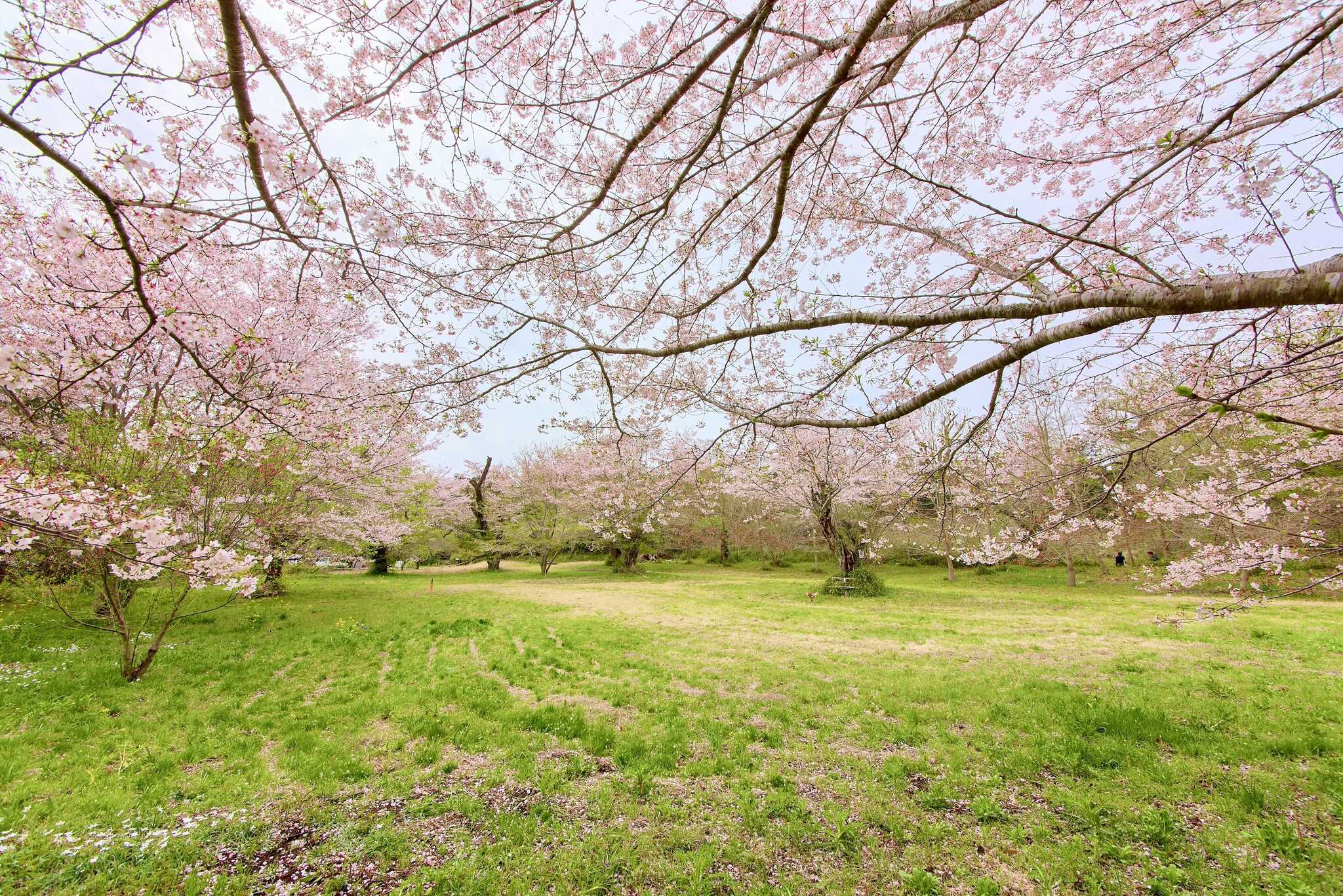 TSURUMAI CAMP PARK(ツルマイ キャンプ パーク)の写真 5枚目