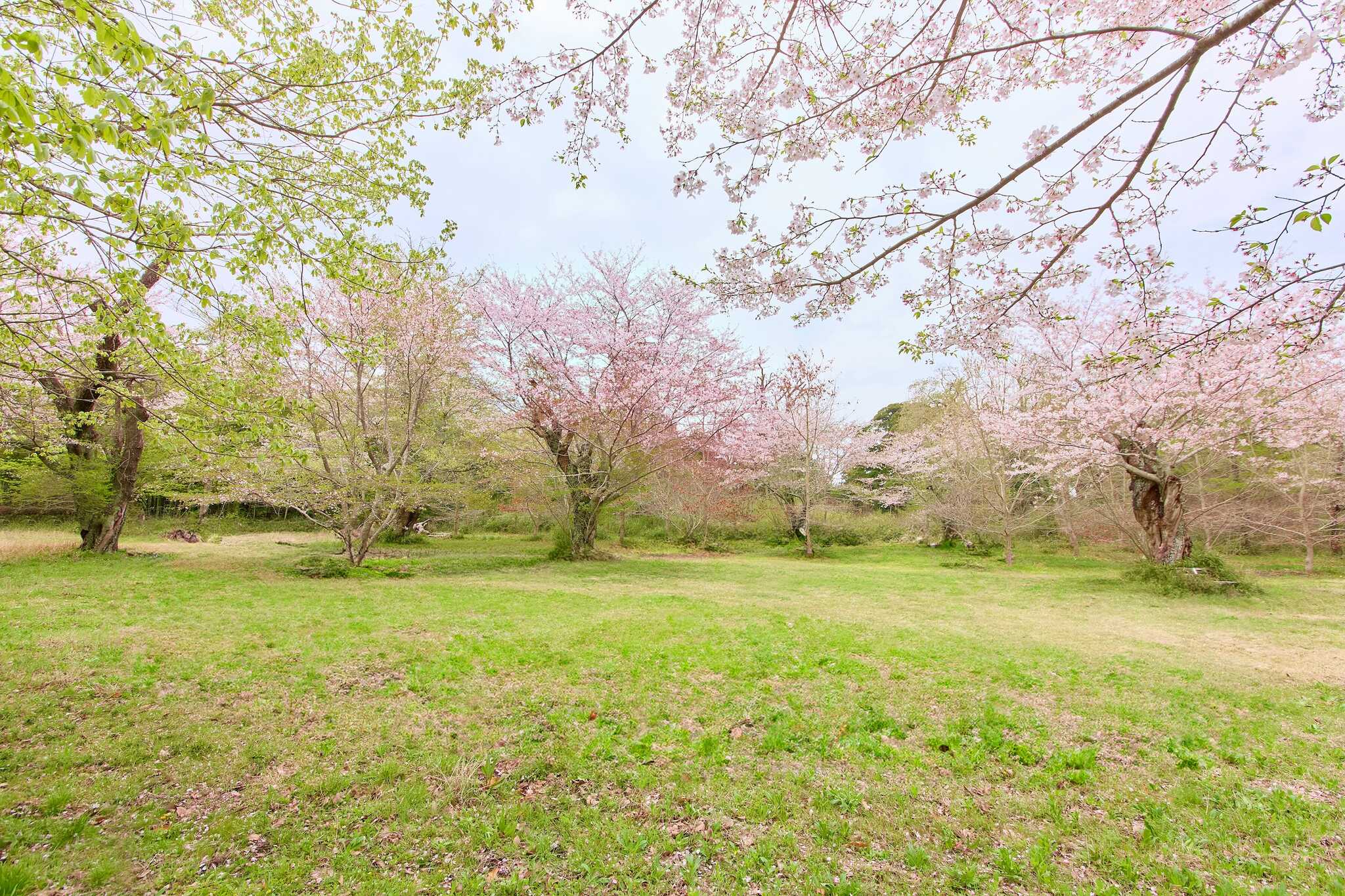 春に咲き誇る桜はまさに圧巻!巨大な桜の木々の下で、贅沢なお花見キャンプをぜひお楽しみください♪
