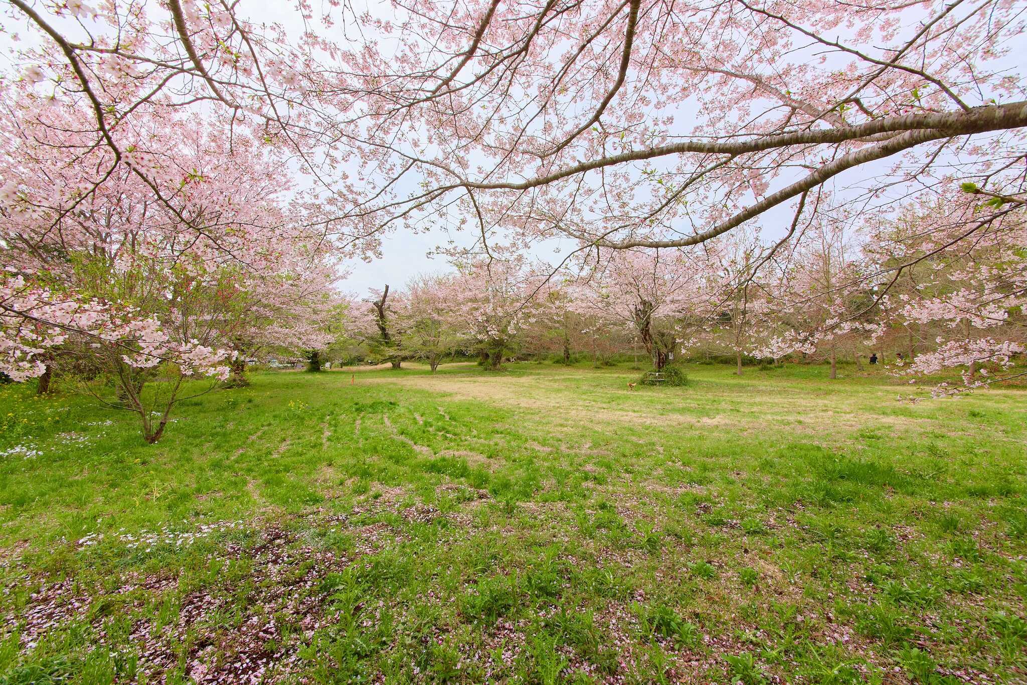 春に咲き誇る桜はまさに圧巻!巨大な桜の木々の下で、贅沢なお花見キャンプをぜひお楽しみください♪