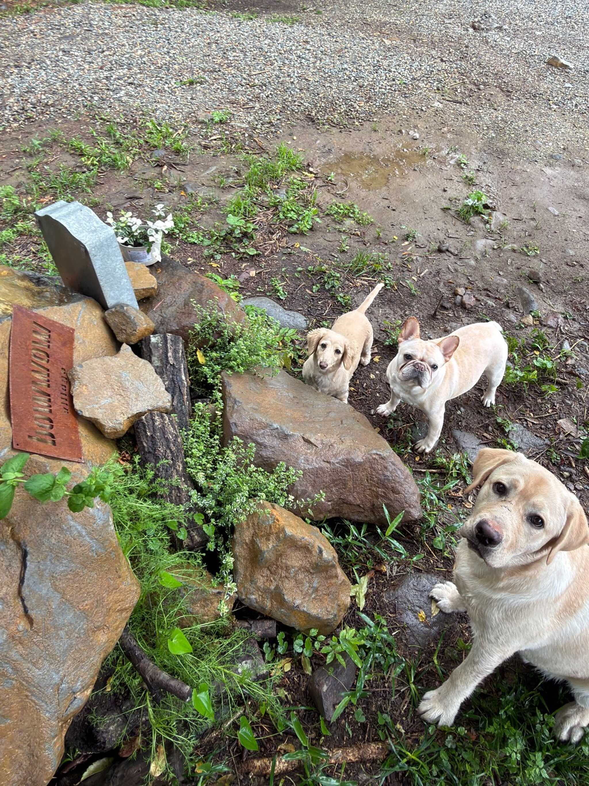 Bowwow village nasuの写真 2枚目