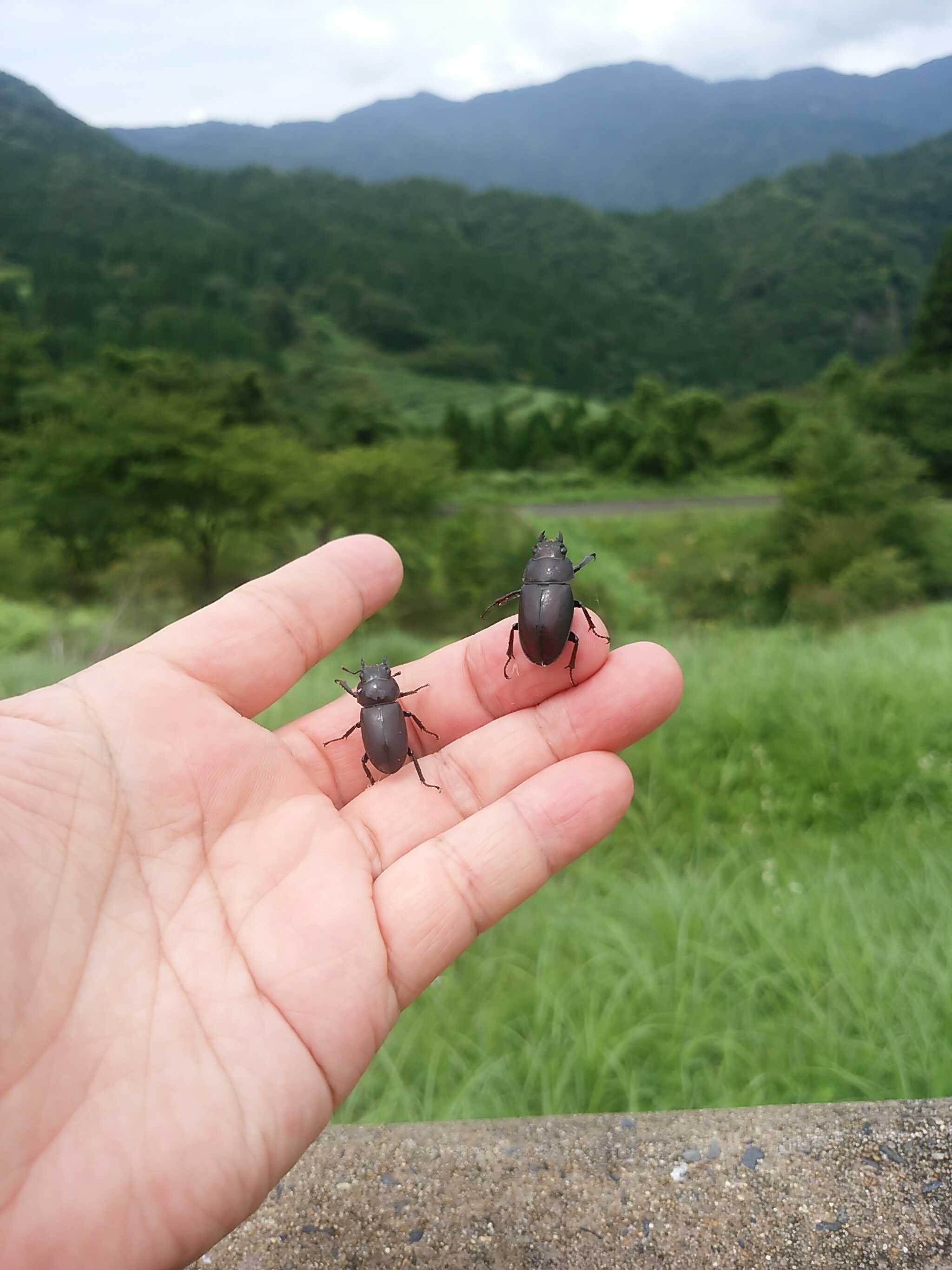 尼崎市立美方高原自然の家の写真 4枚目