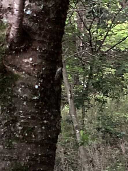 ひぐらし