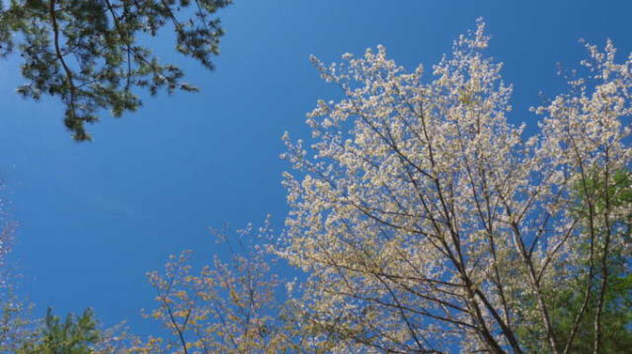5月、山桜が満開