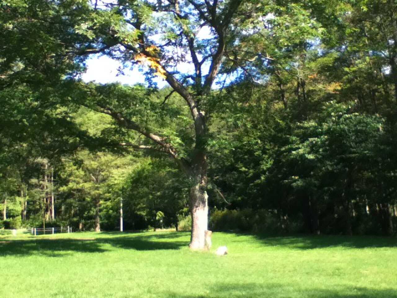 北広島市自然の森キャンプ場の写真 2枚目