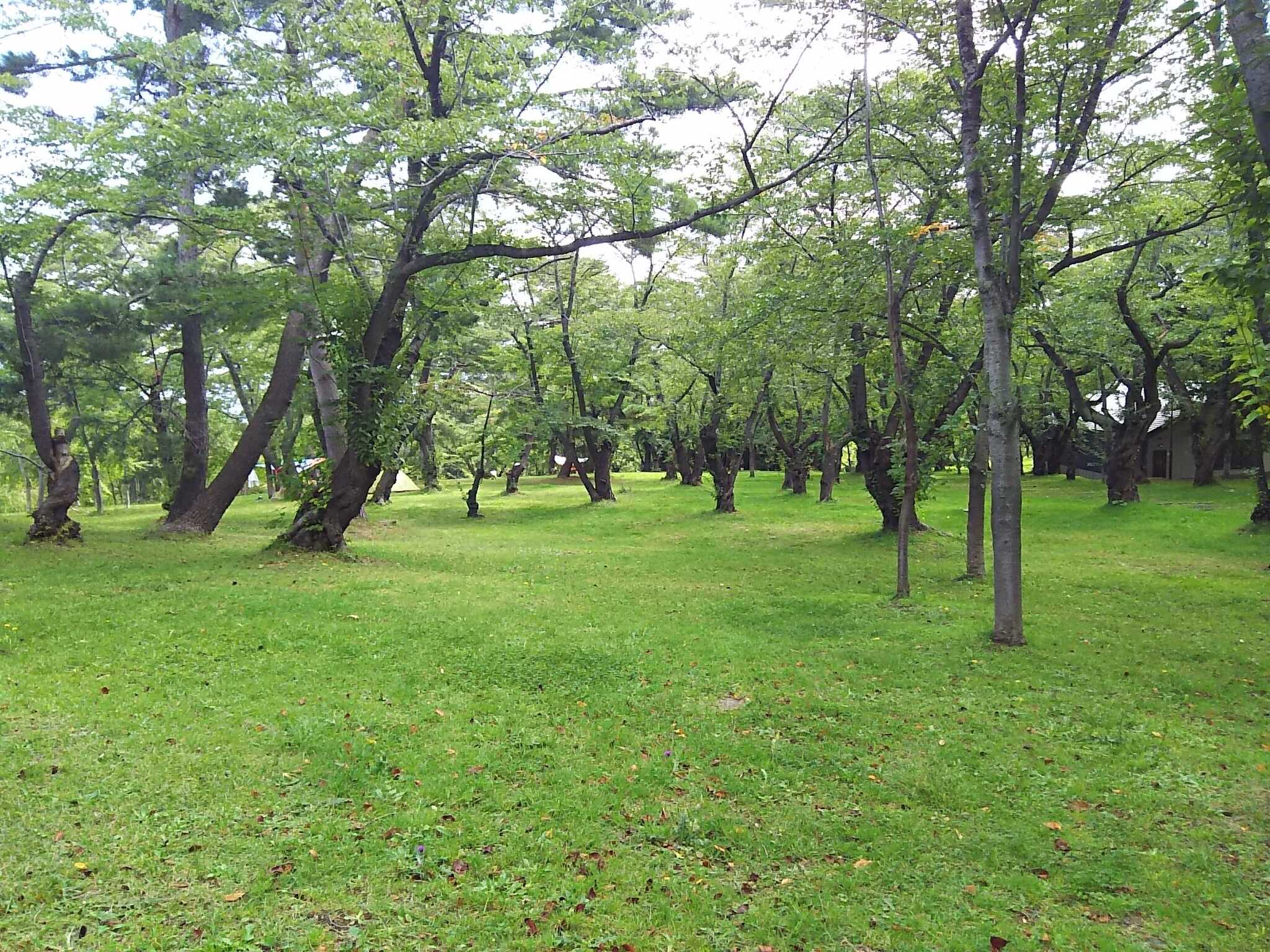 辺り一面、木