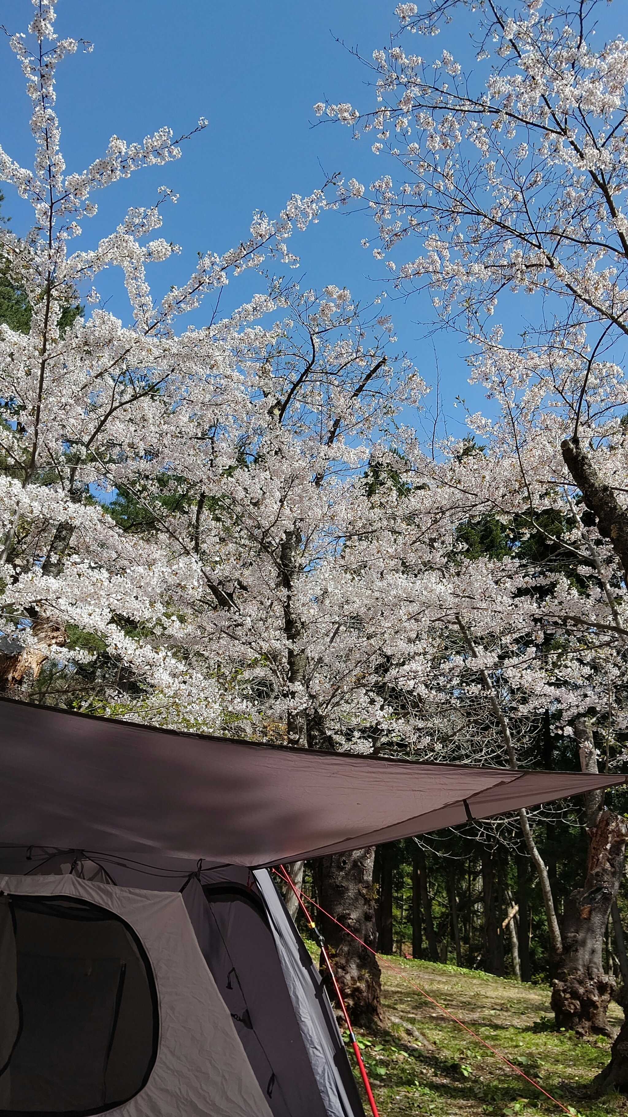 桜の下でキャンプ