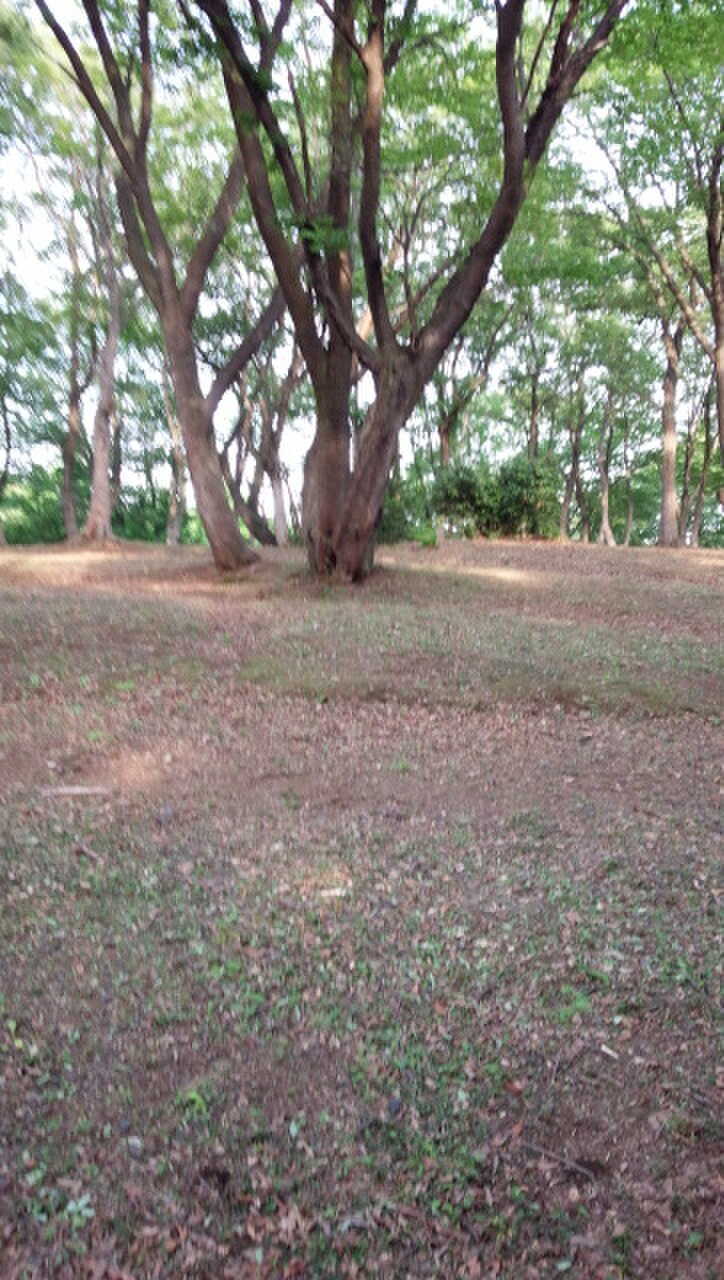 高床山森林公園キャンプ場