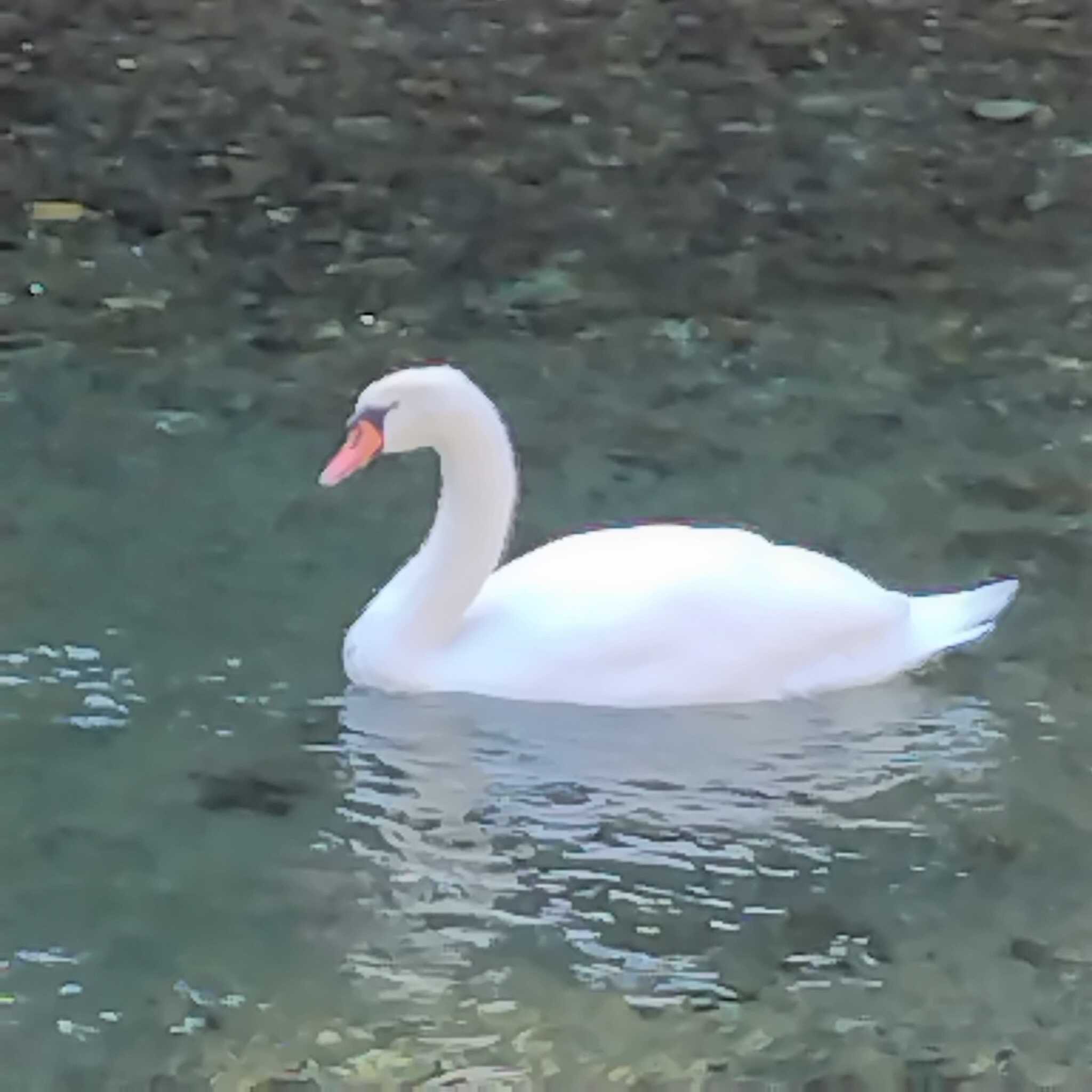 明け方の白鳥