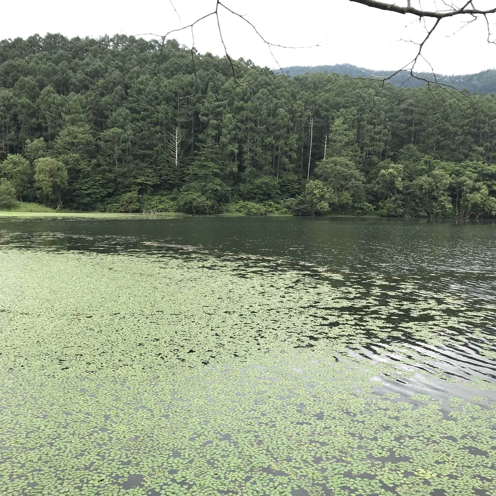 大池の写真です。釣りが禁止されてるのが残念。