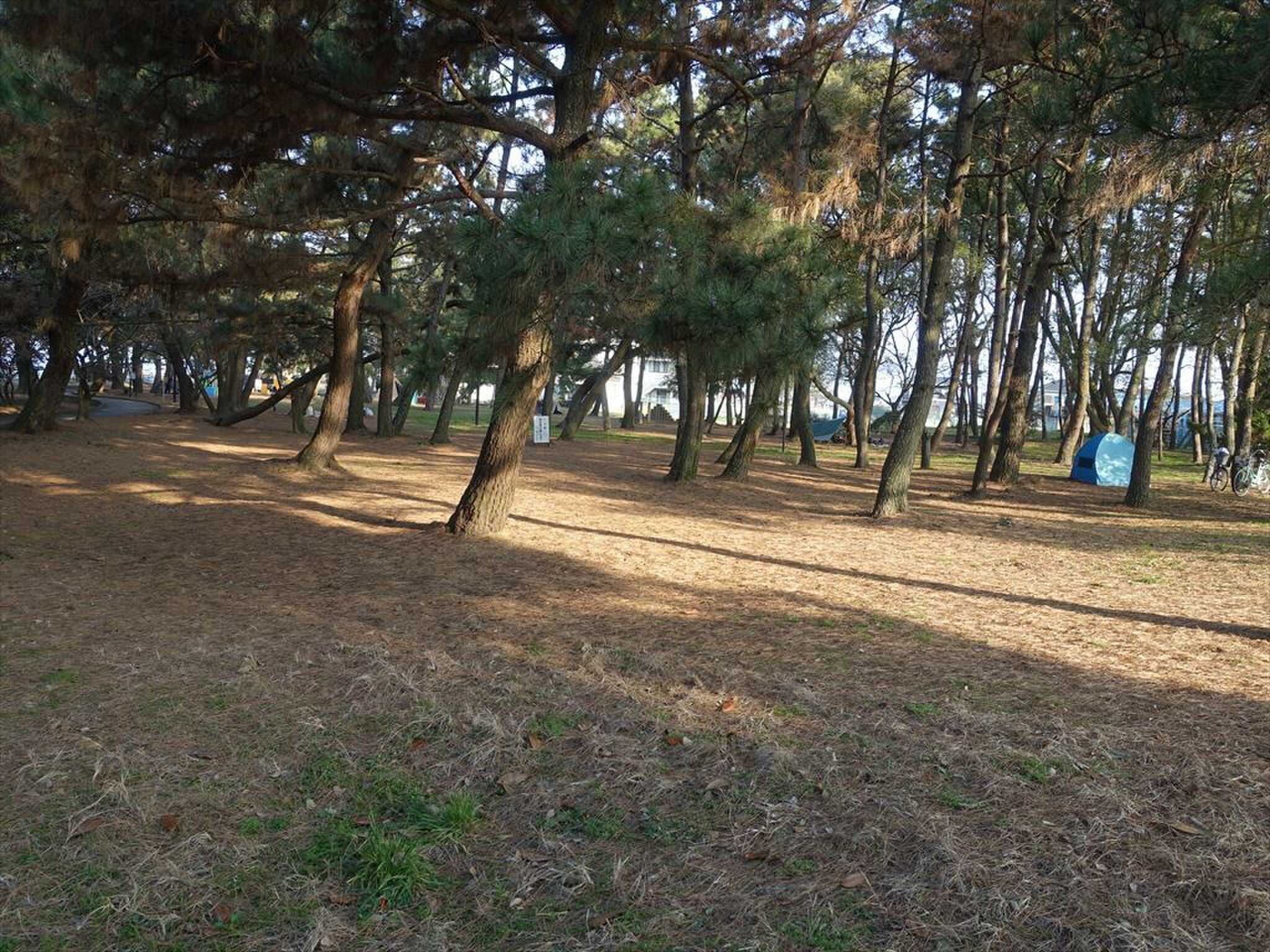 一の宮公園内キャンプ場の写真 3枚目
