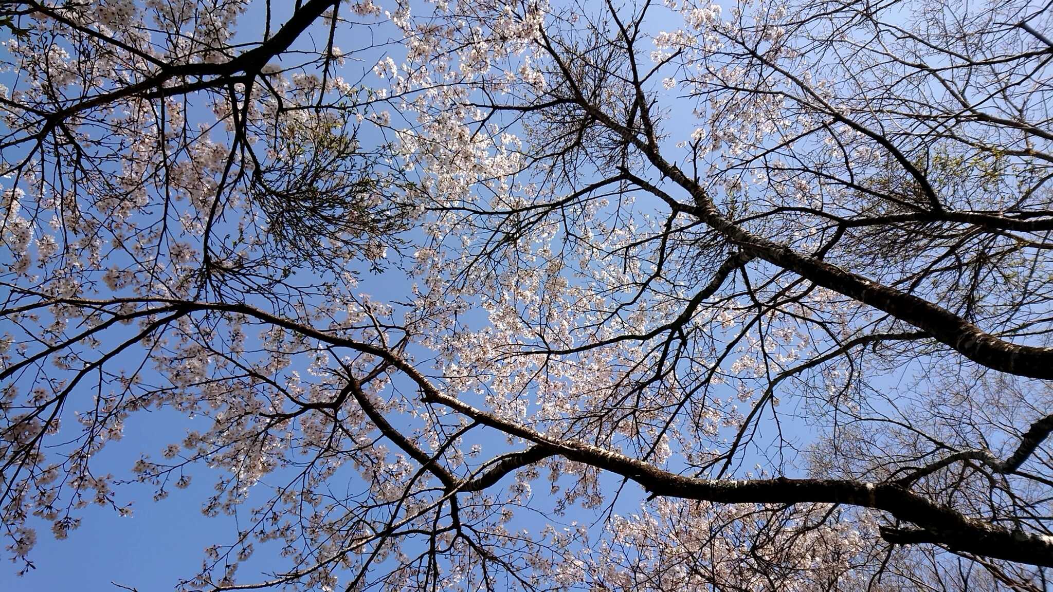 サイトの桜
