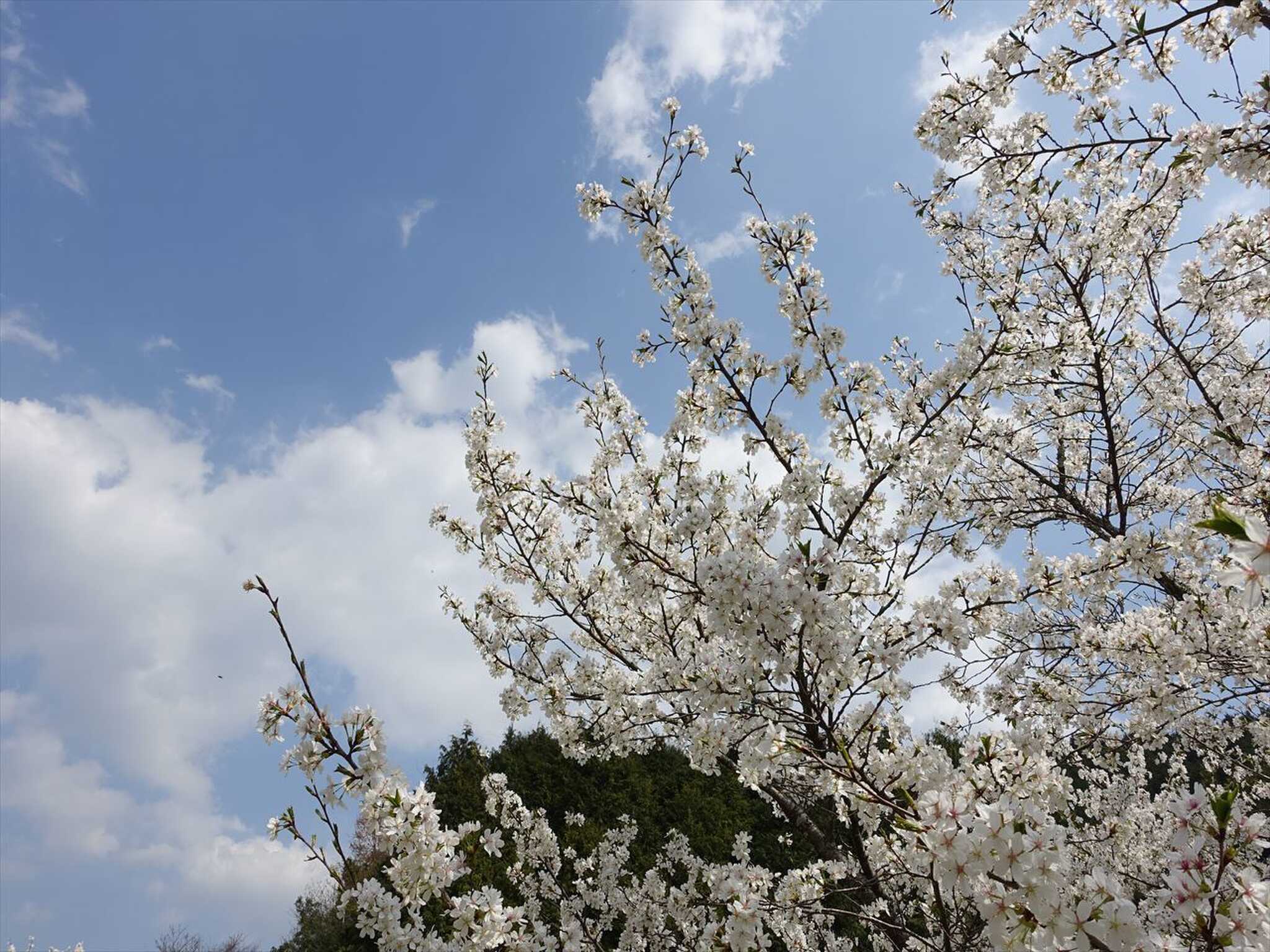 桜の木