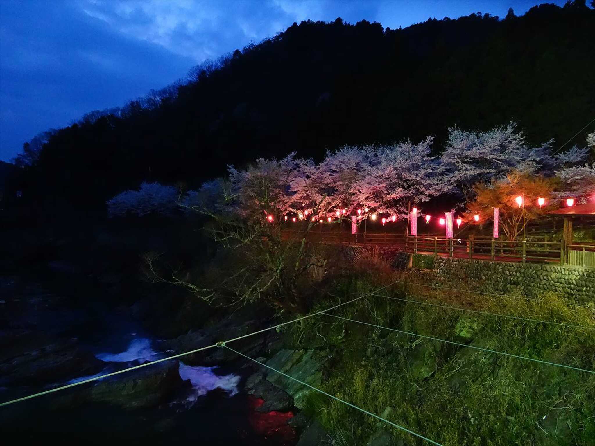 桜と提灯
