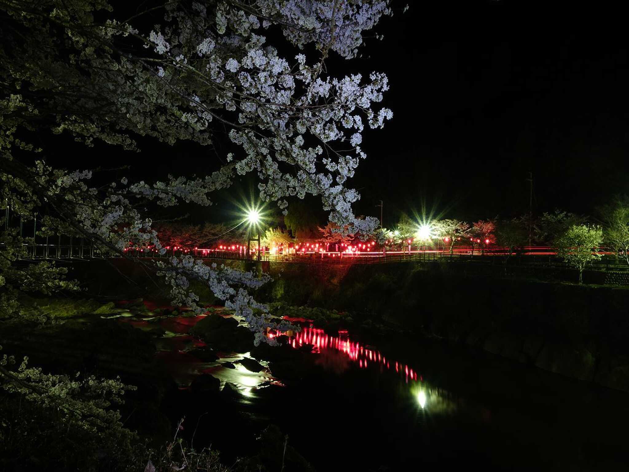 川と桜