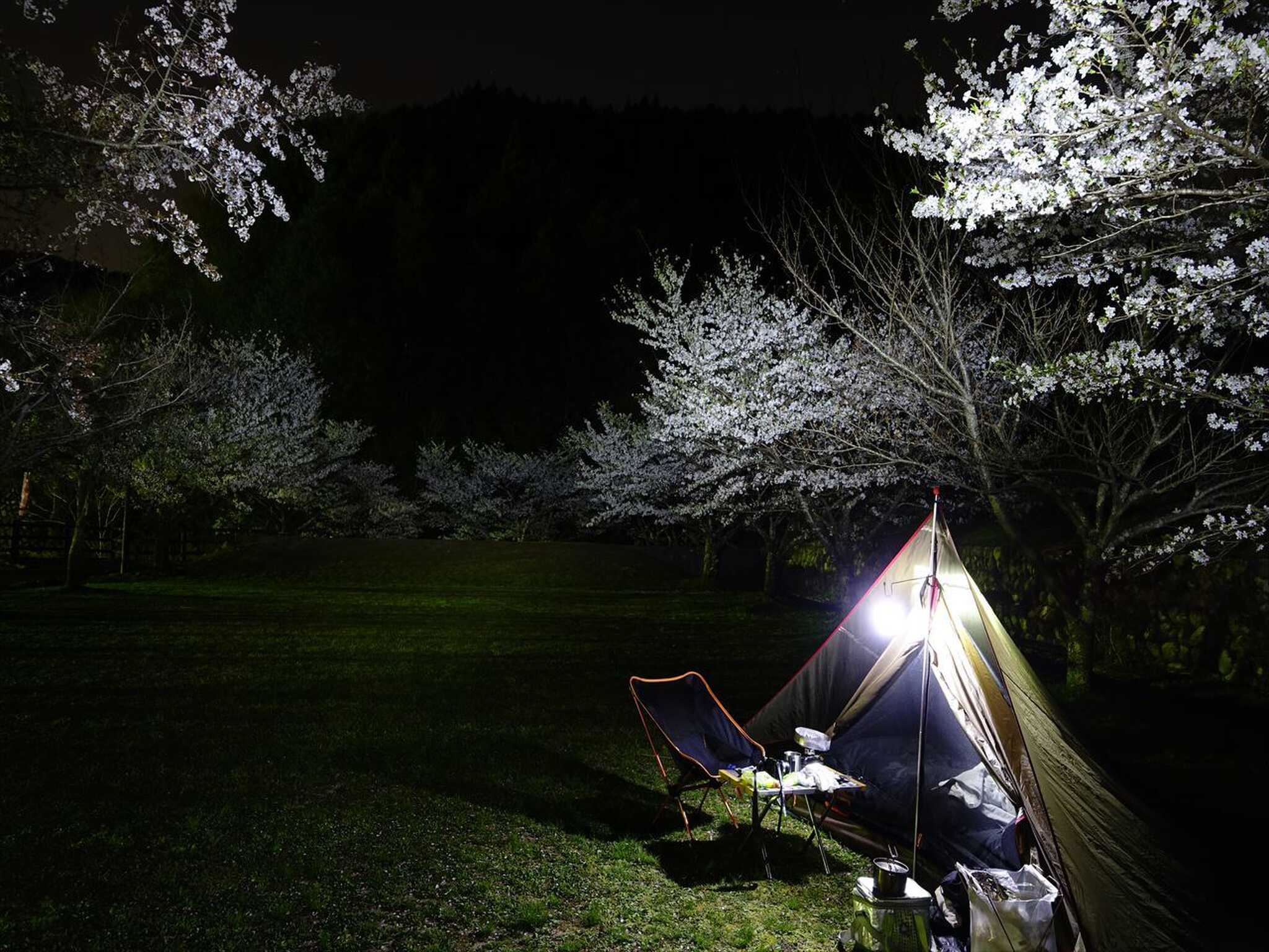 キャンプ場の夜桜