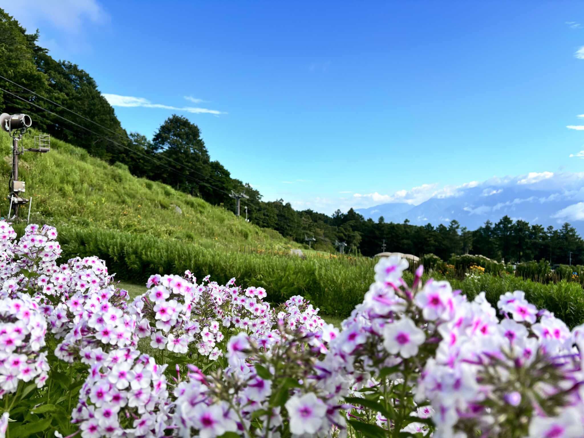 お花畑♪