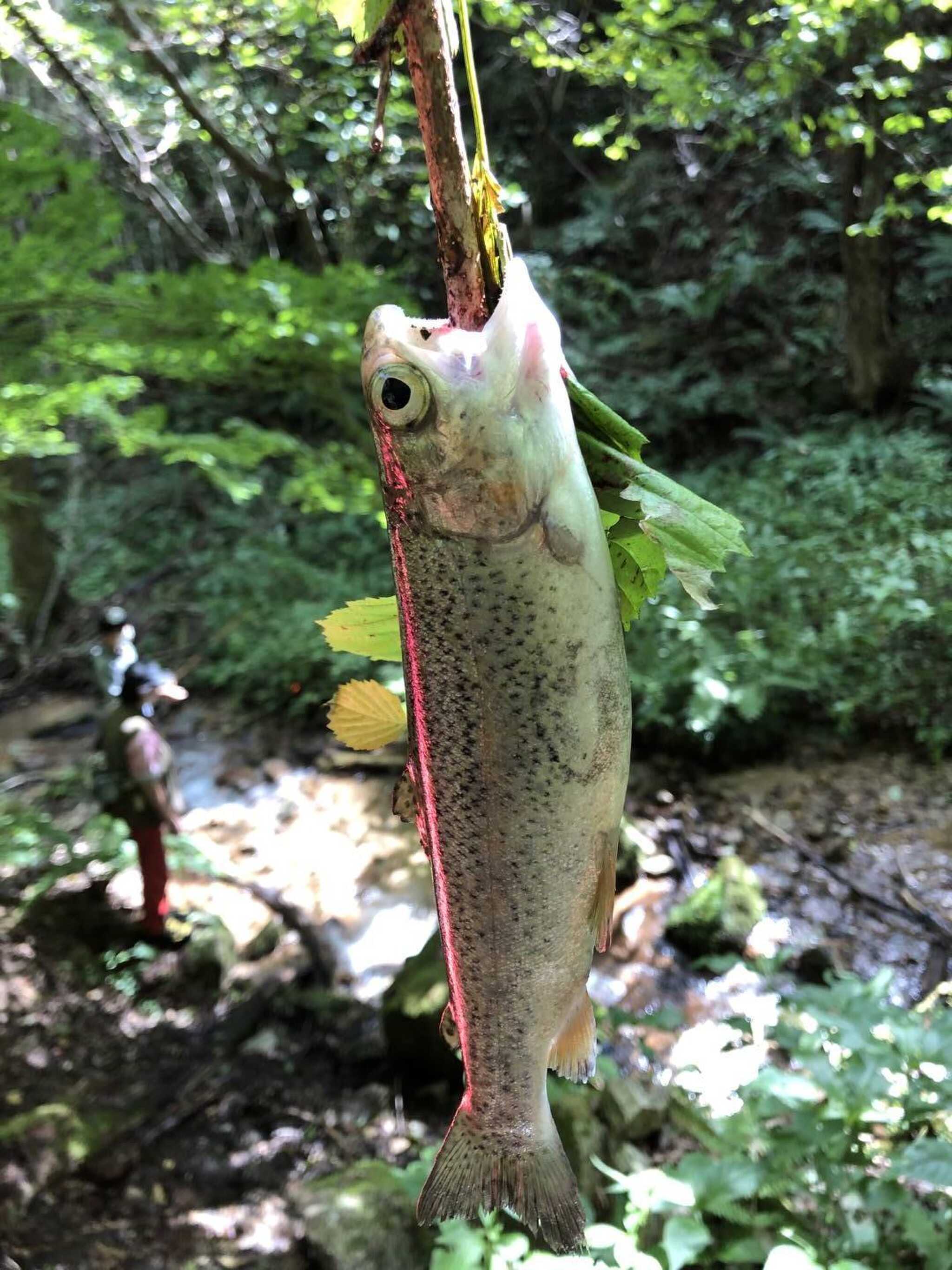 魚釣り