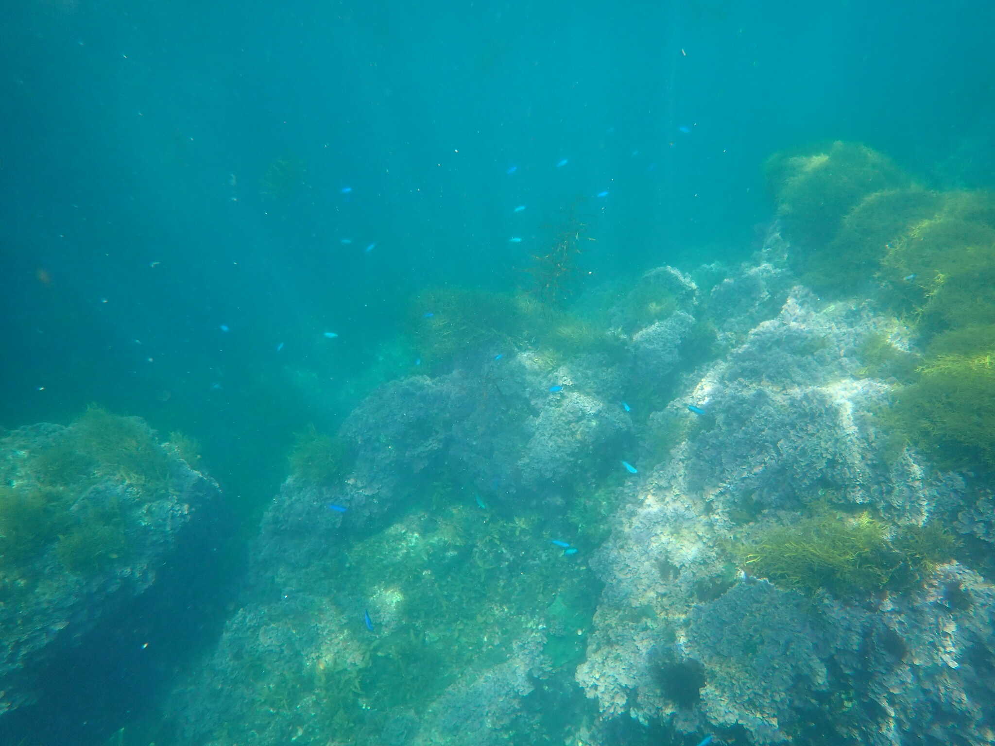 海