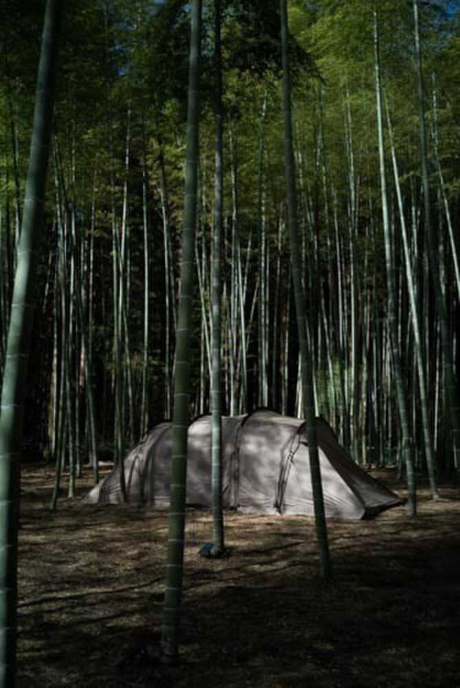テント×竹林 がいい感じ