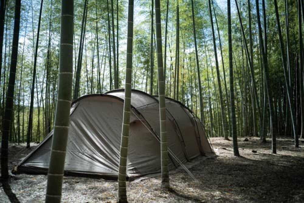 テント×竹林 がいい感じ
