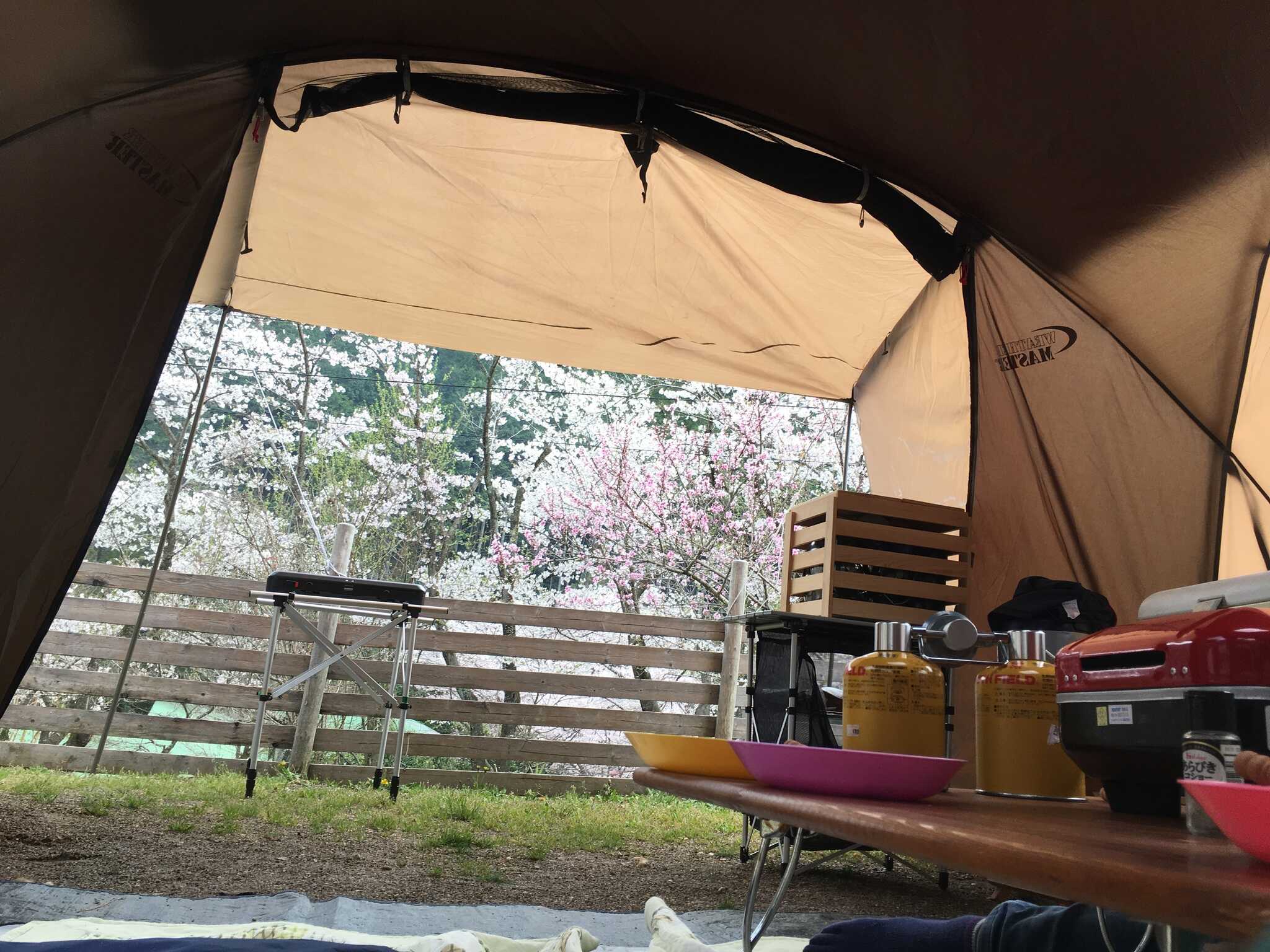 テント内から桜が見れて、花見キャンプにはもってこいです♡