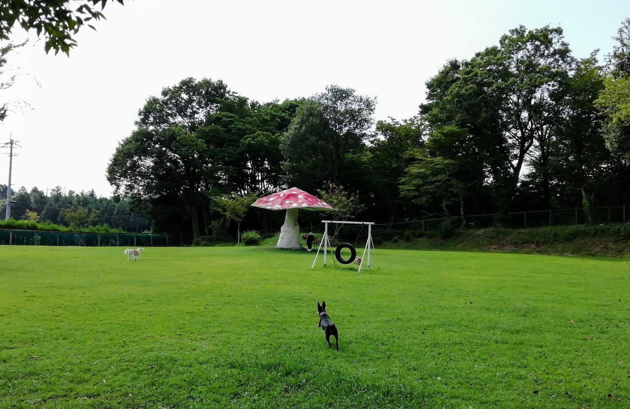 広いドッグラン