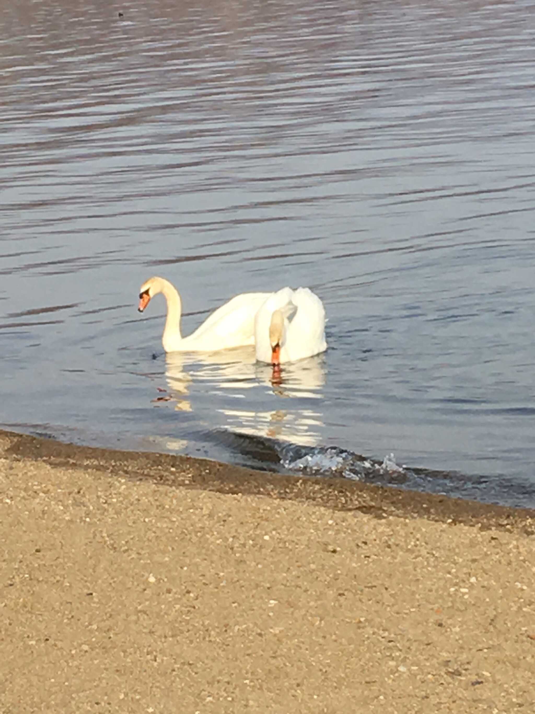 洞爺湖町曙公園・中央公園・小公園キャンプ場の写真 2枚目