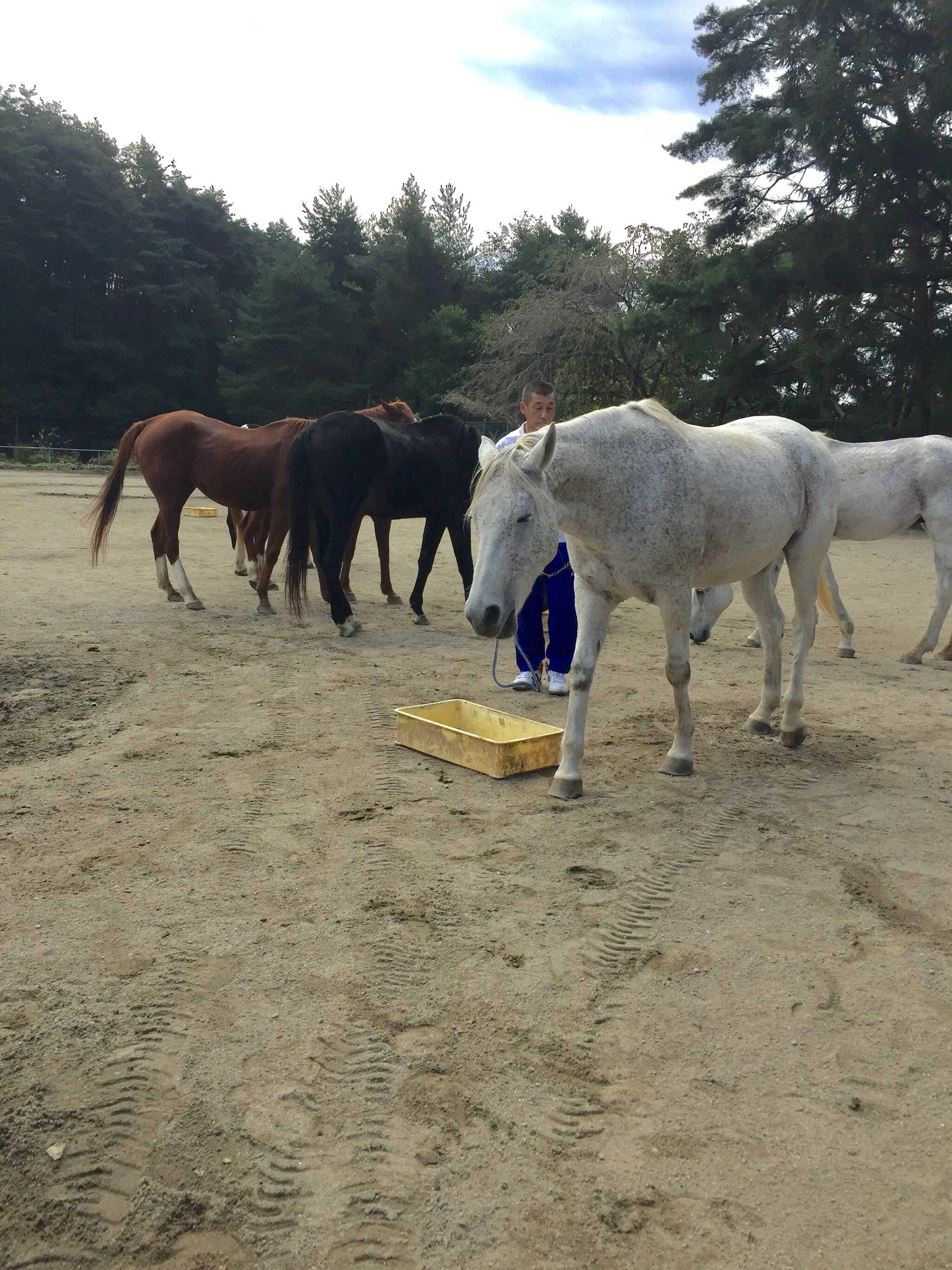 沢城湖ハートランド牧場の写真 3枚目