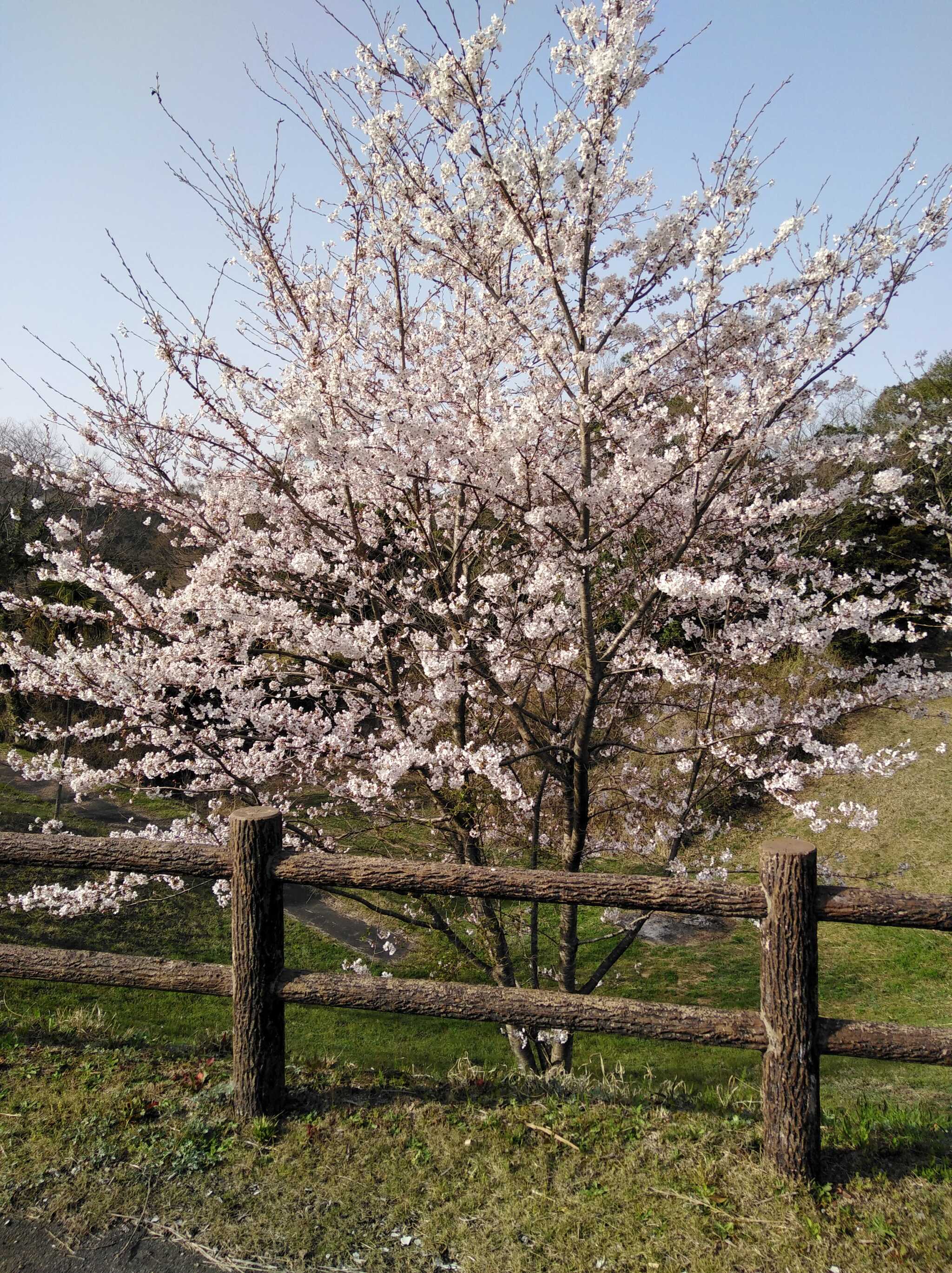 秋吉台家族旅行村の写真 3枚目