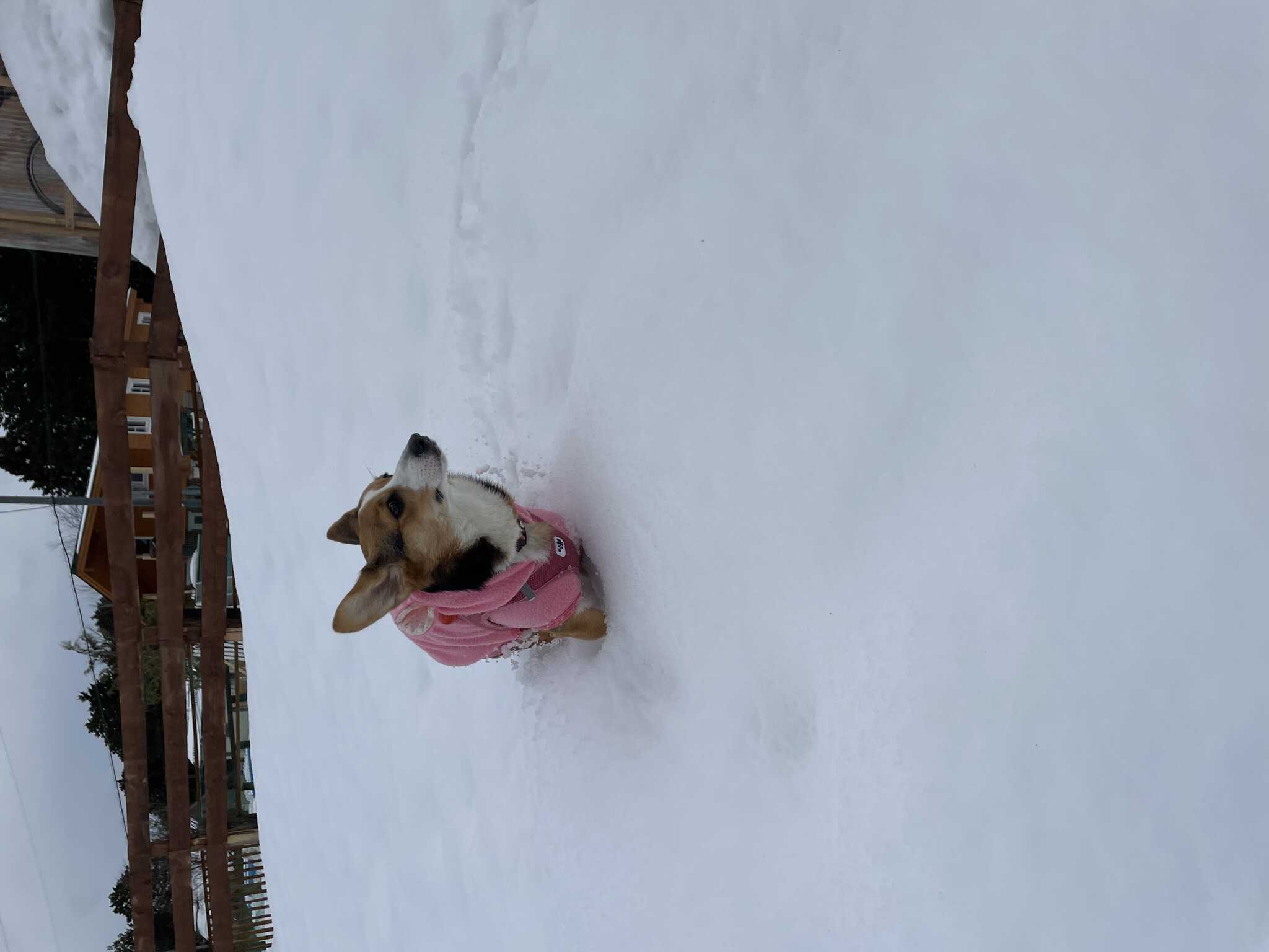 雪まみれ