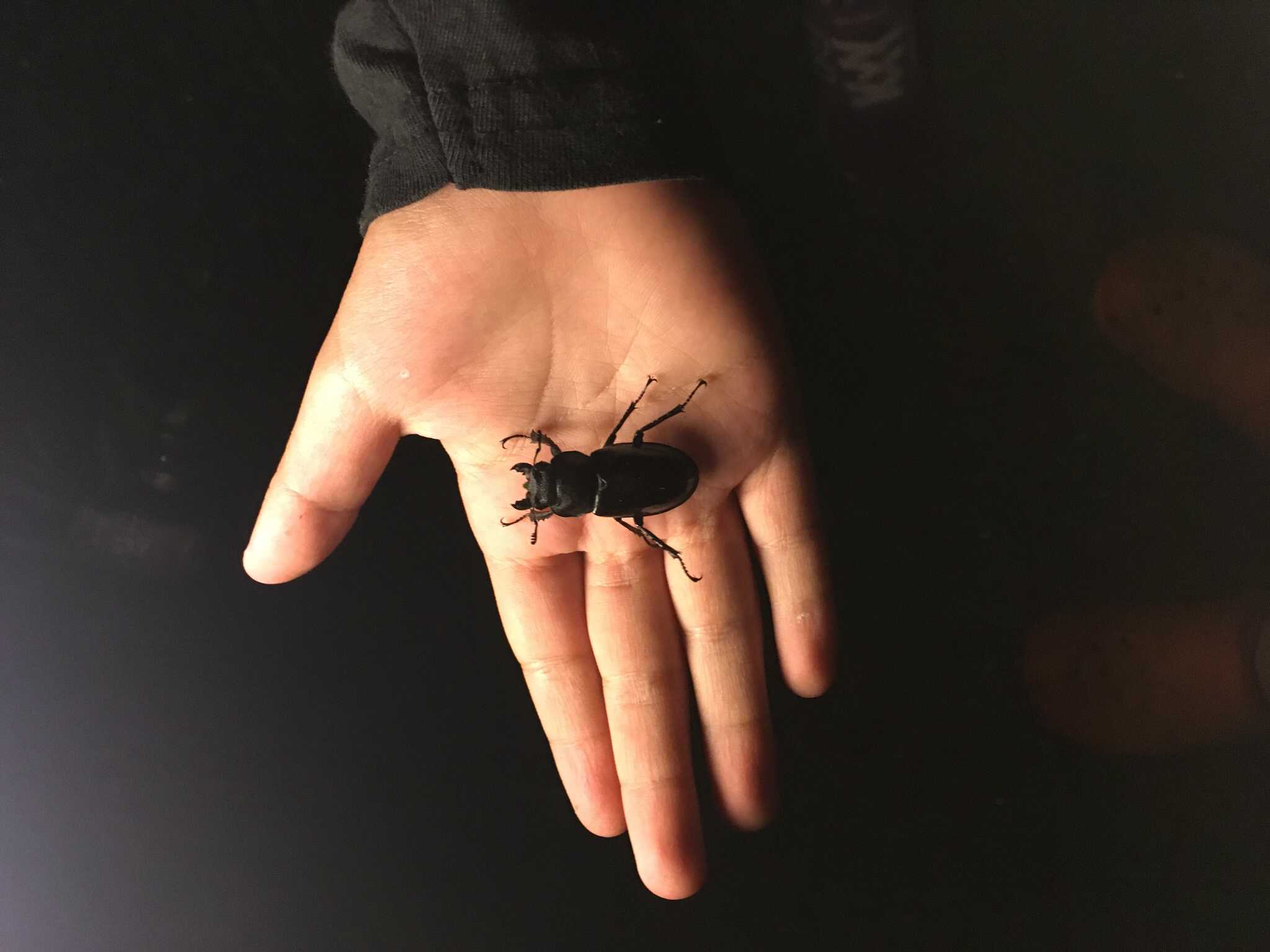 捕まえたクワガタ