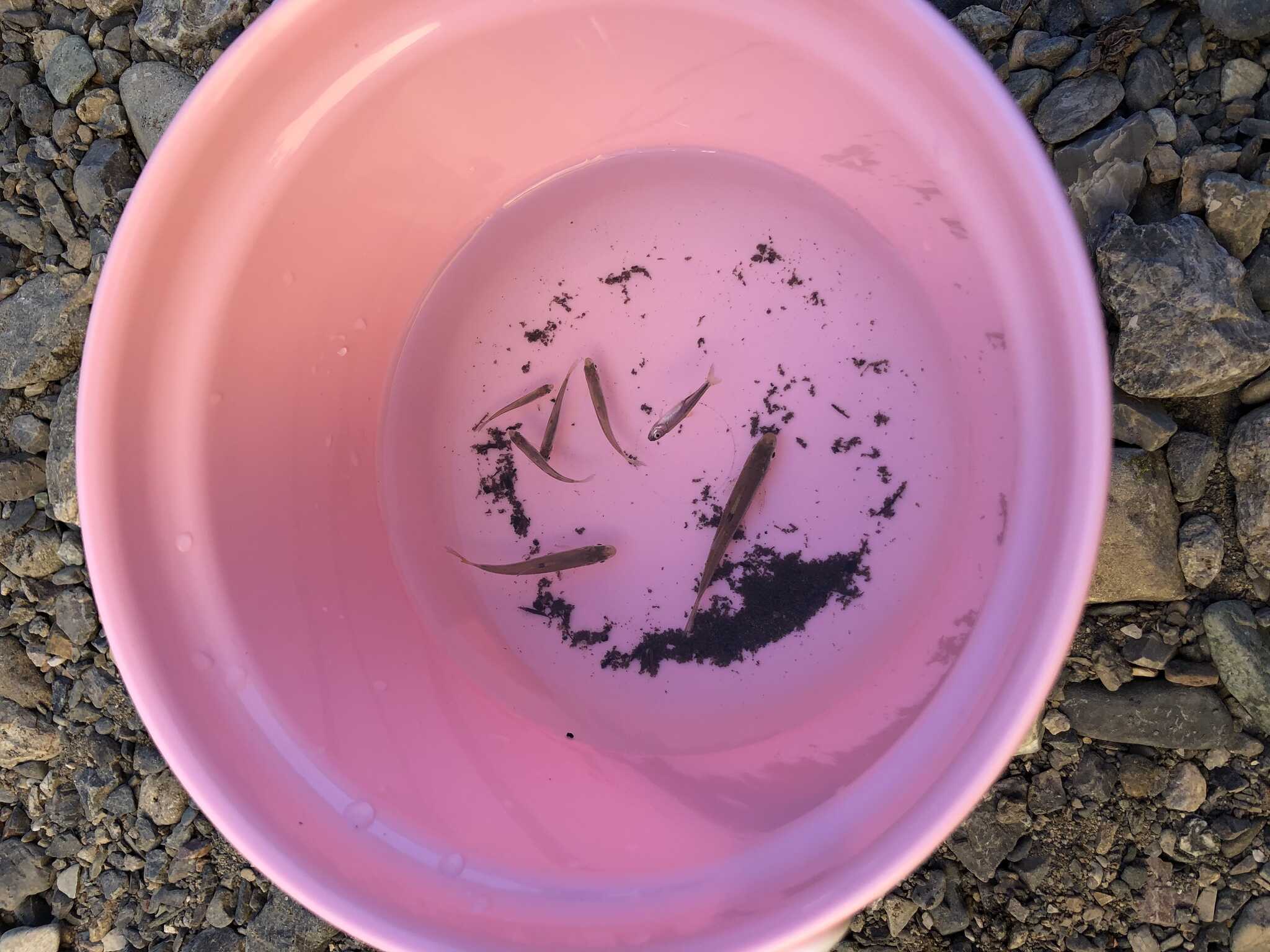 網でガサガサしたら小さい魚が入ってた…