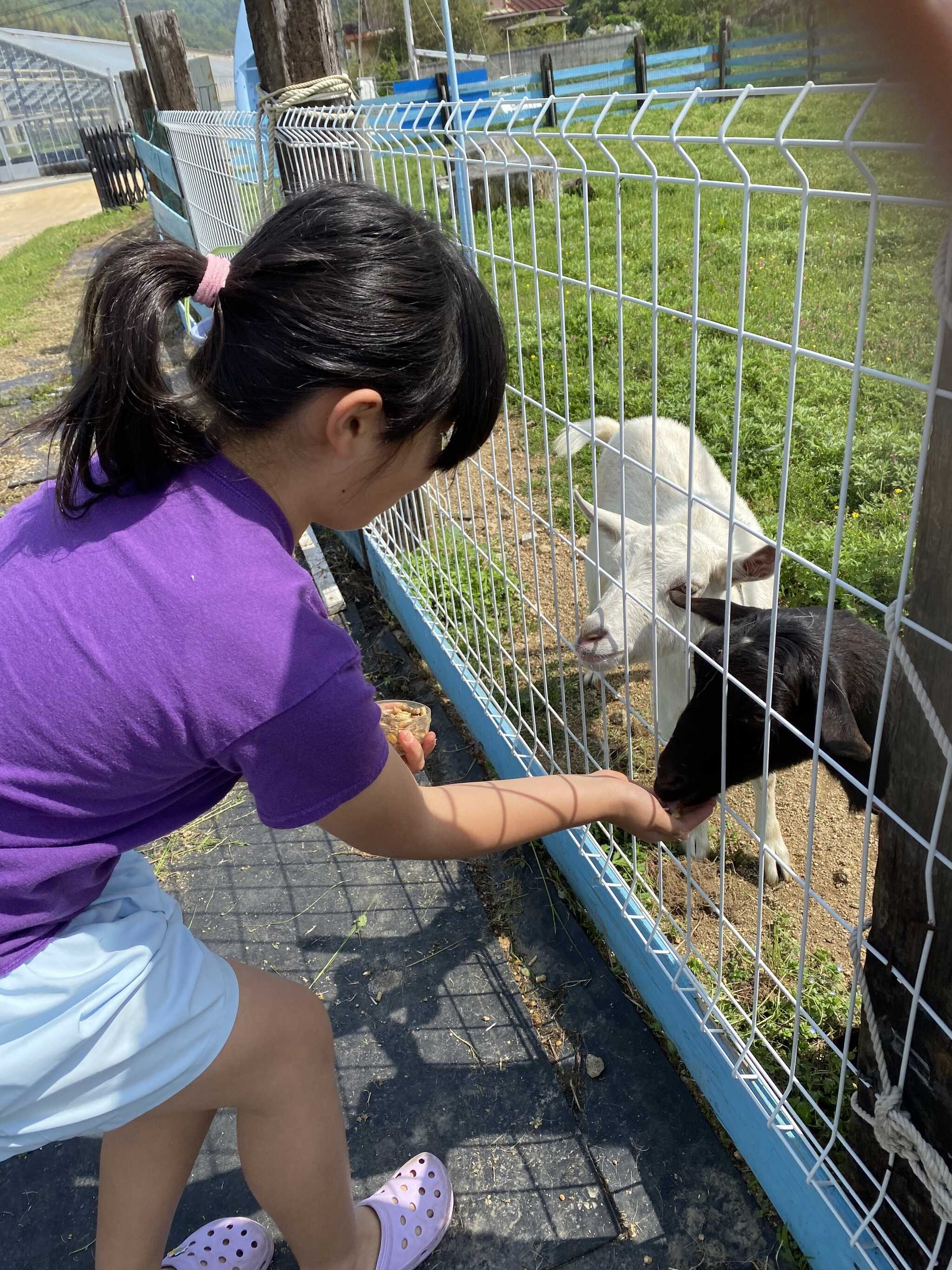 ヤギに餌あげられます