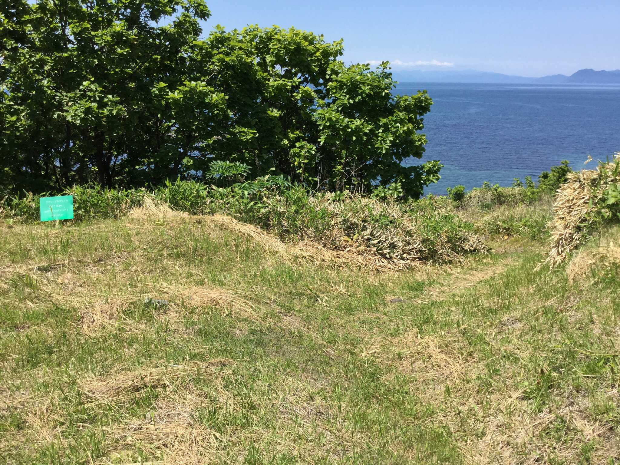 海側テントサイトここは木陰
