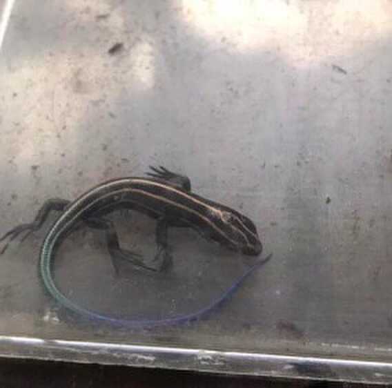 昆虫採集イベントにて