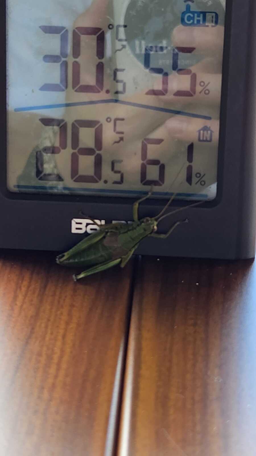 バッタが多かった