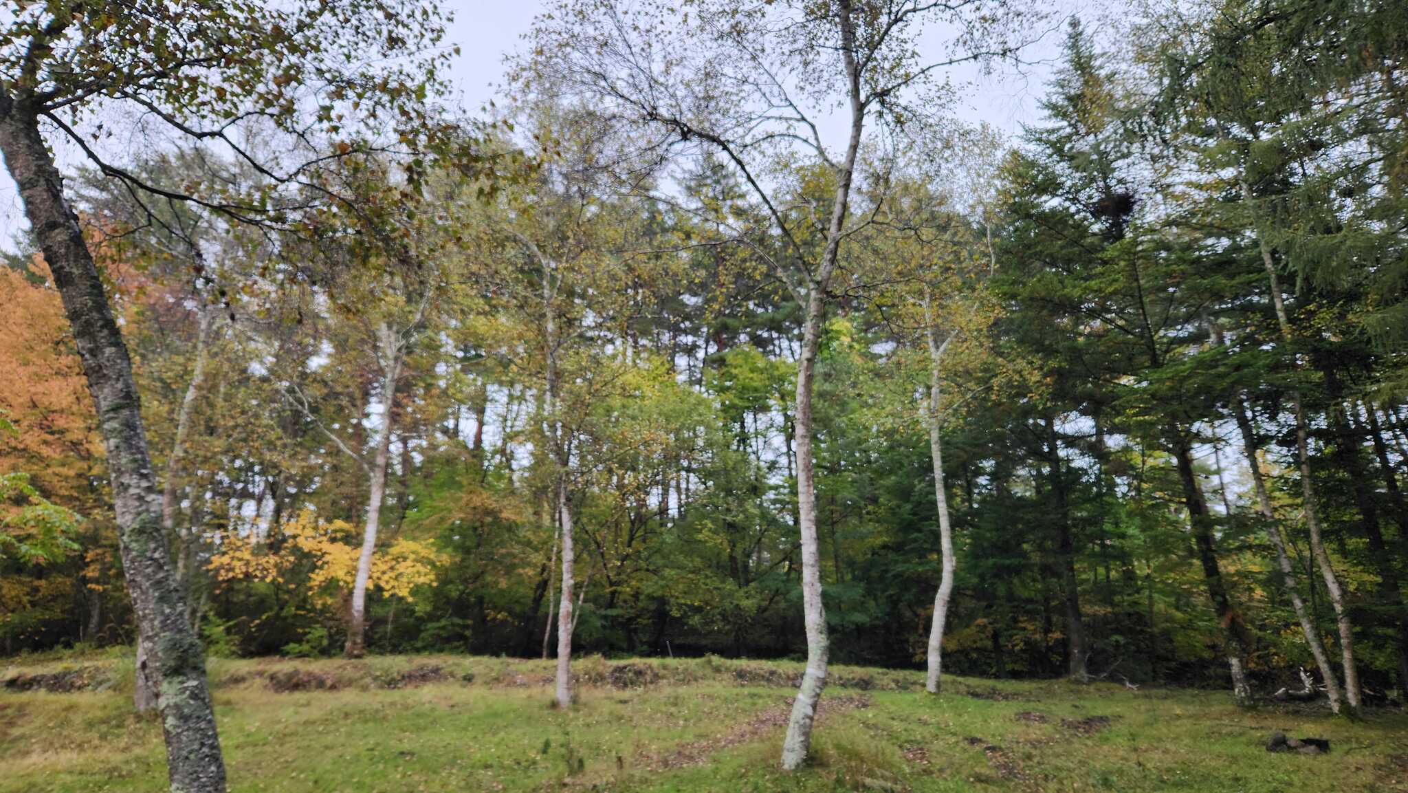 紅葉始まってました