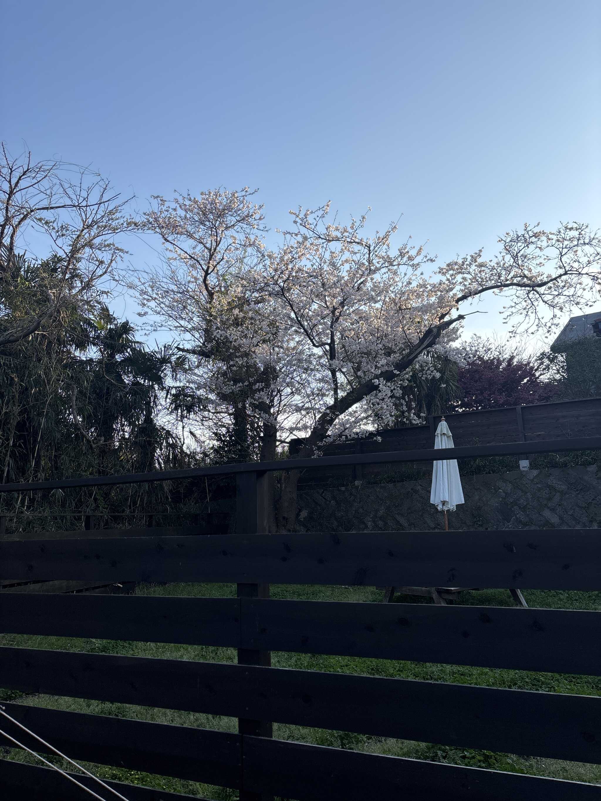 桜